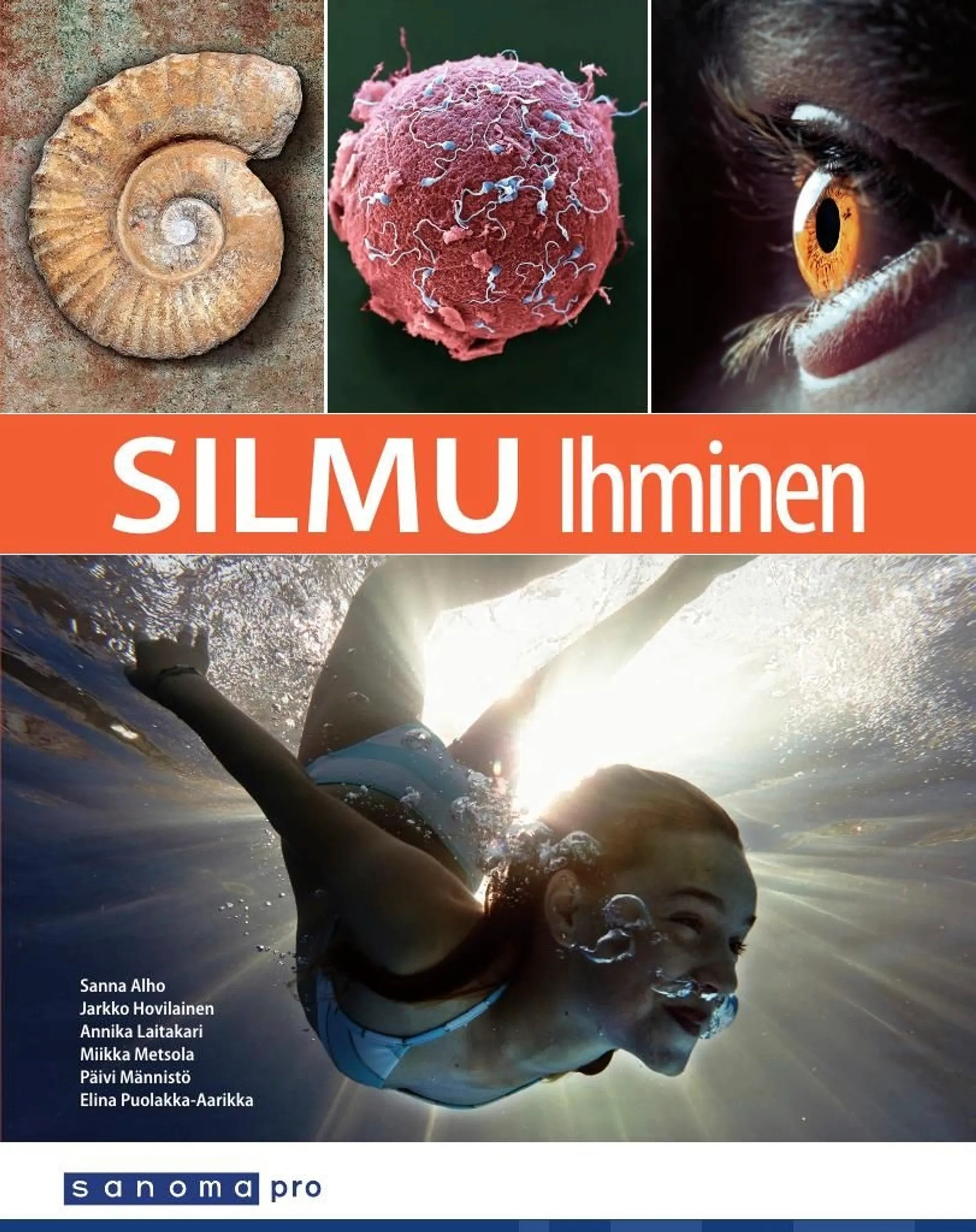 Alho, Silmu Ihminen