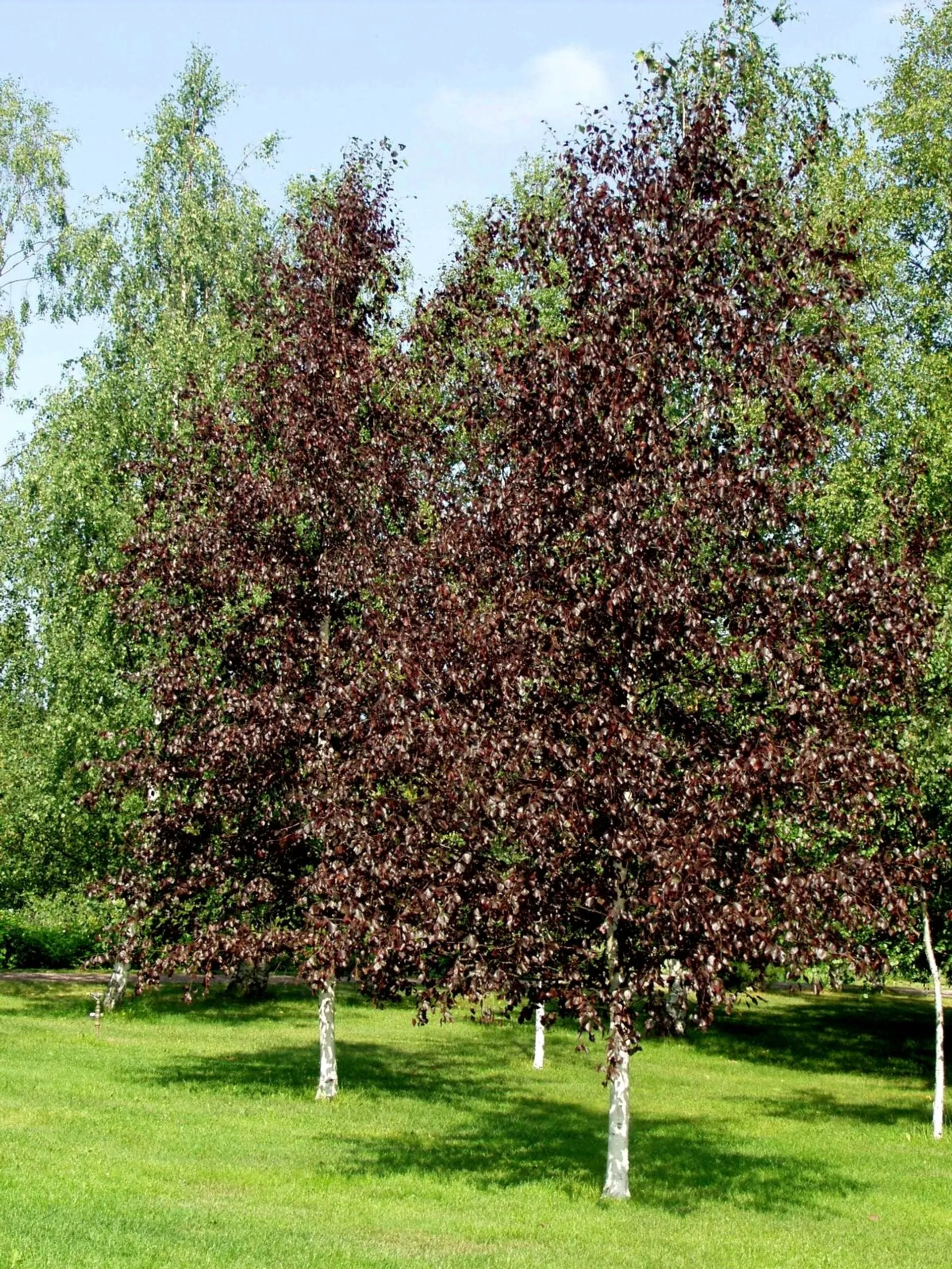 Punakoivu 150-250 cm astiataimi, Betula pubescens f. rubra