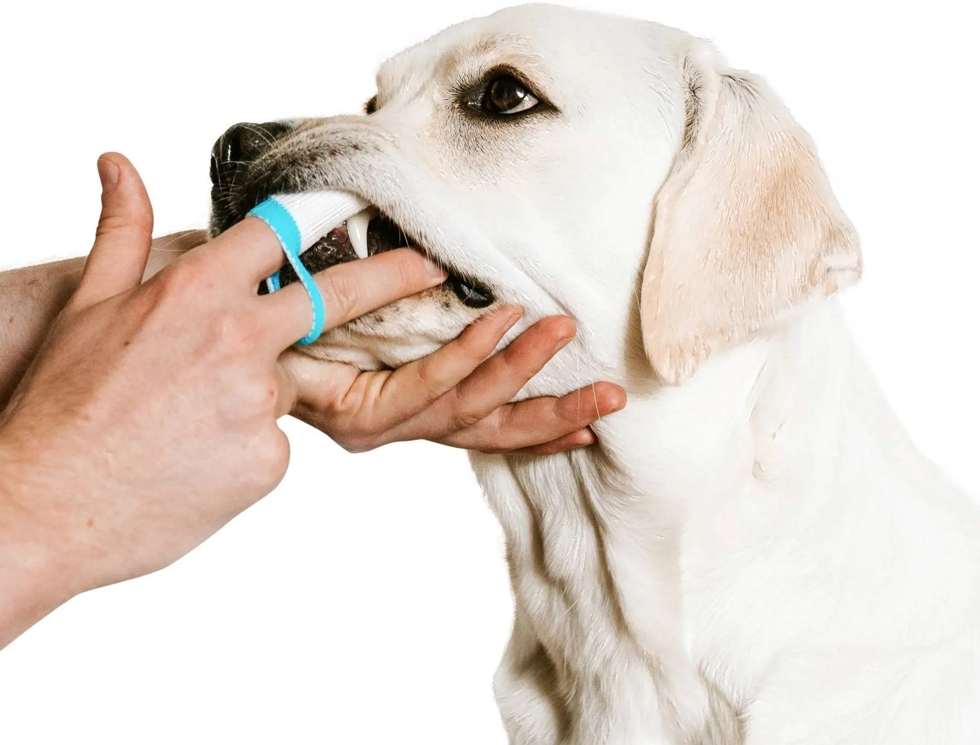 Bogadent hampaanpuhdistuslappu koiralle 2kpl - 3