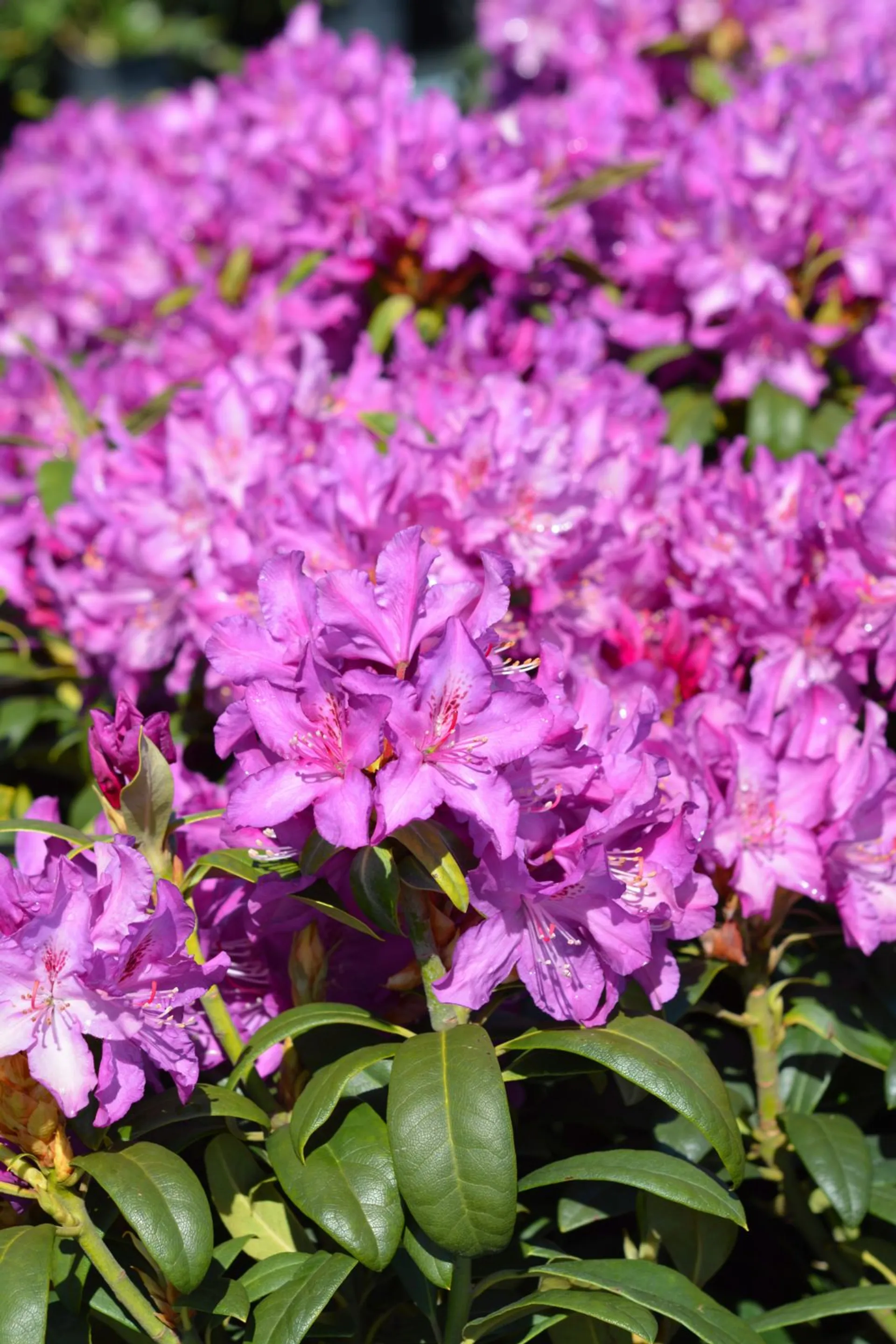 Alppiruusu 'Royal Lilac' Rhododendron 'Royal Lilac'