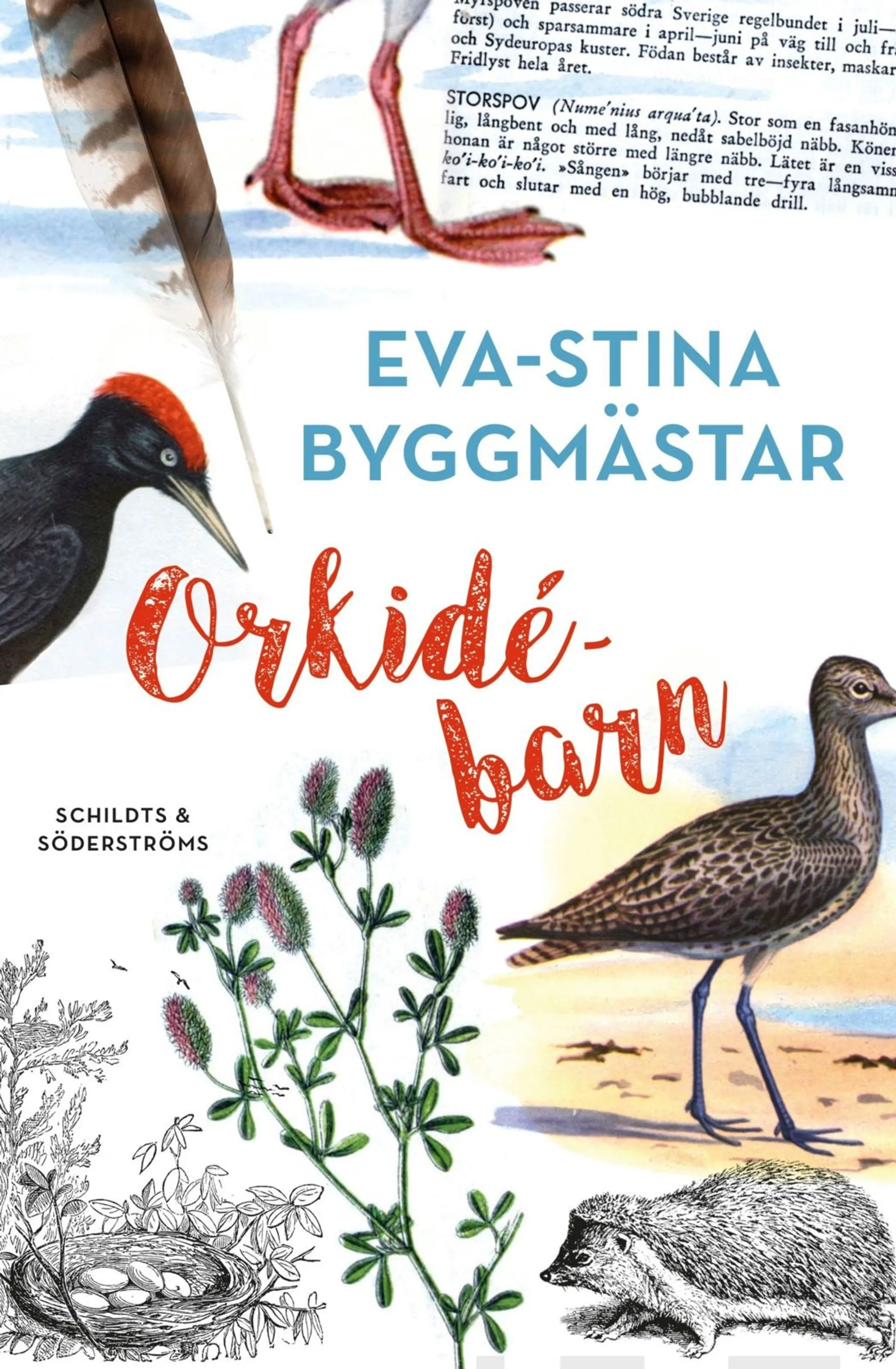 Byggmästar, Orkidébarn