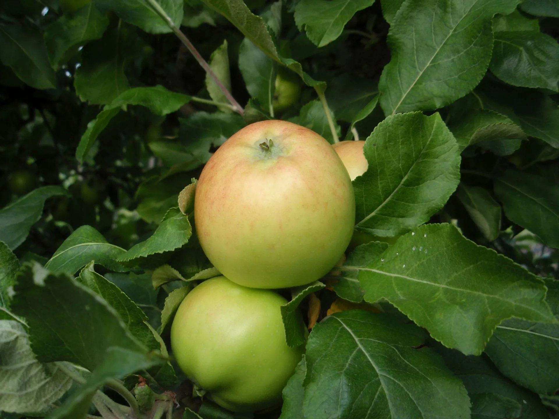 Omenapuu 'Astrakan Gyllenrok' 7,5 l astiataimi Malus domestica 'Astrakan Gyllenkrok'