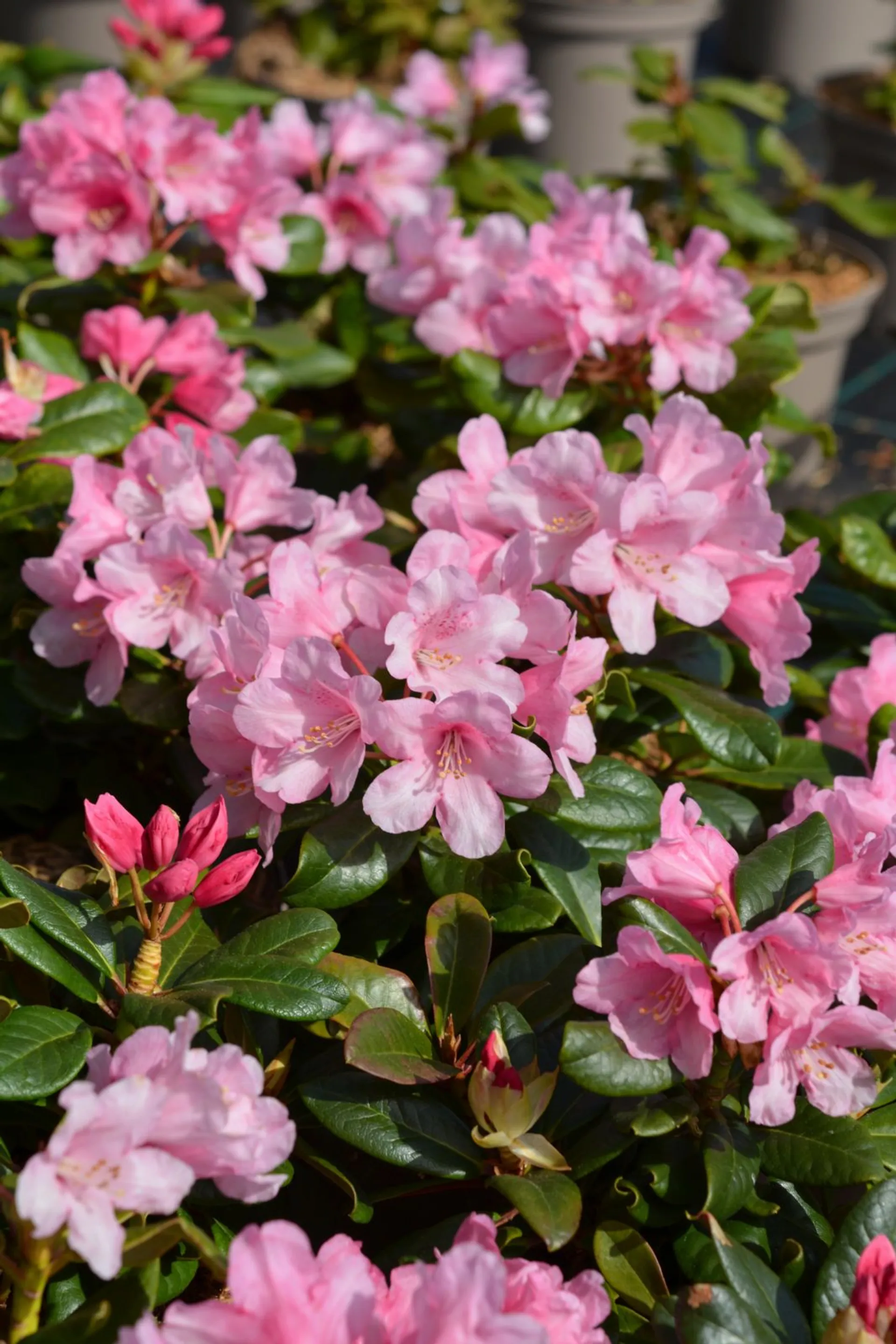 Alppiruusu 'Venla' FinE astiataimi Rhododendron 'Venla'