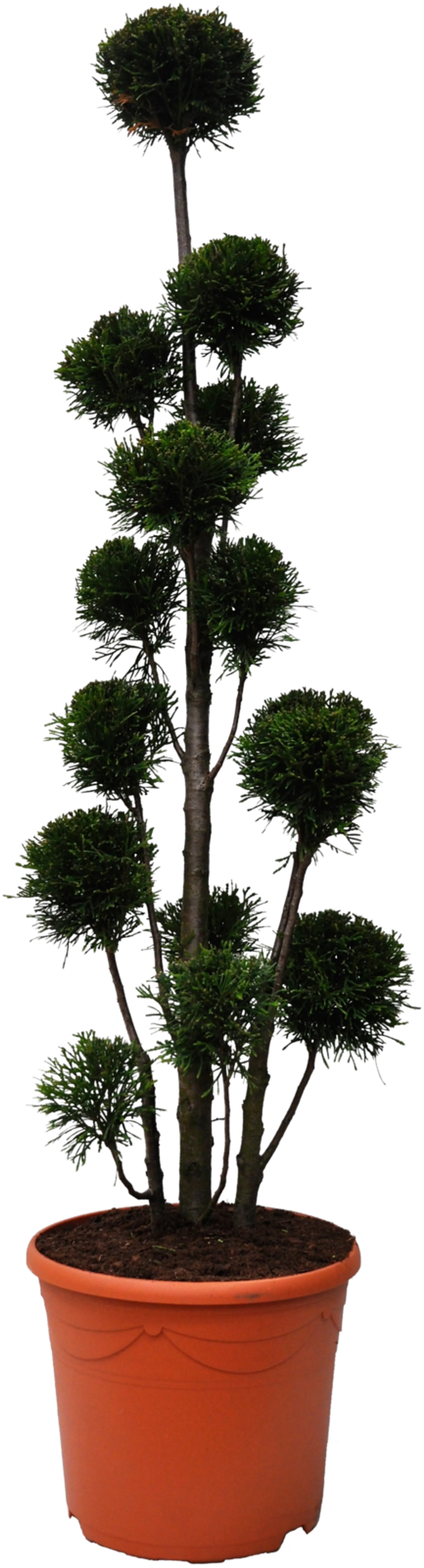 Timanttituija ponpon 100-120 cm ruukutettu 12 l ruukkuun Thuja occidentalis 'Smaragd'