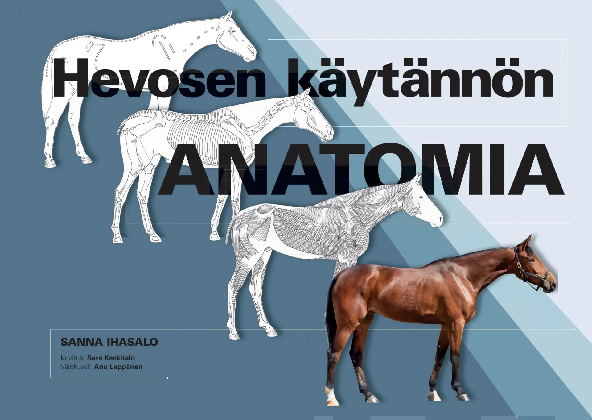 Hevosen käytännön anatomia