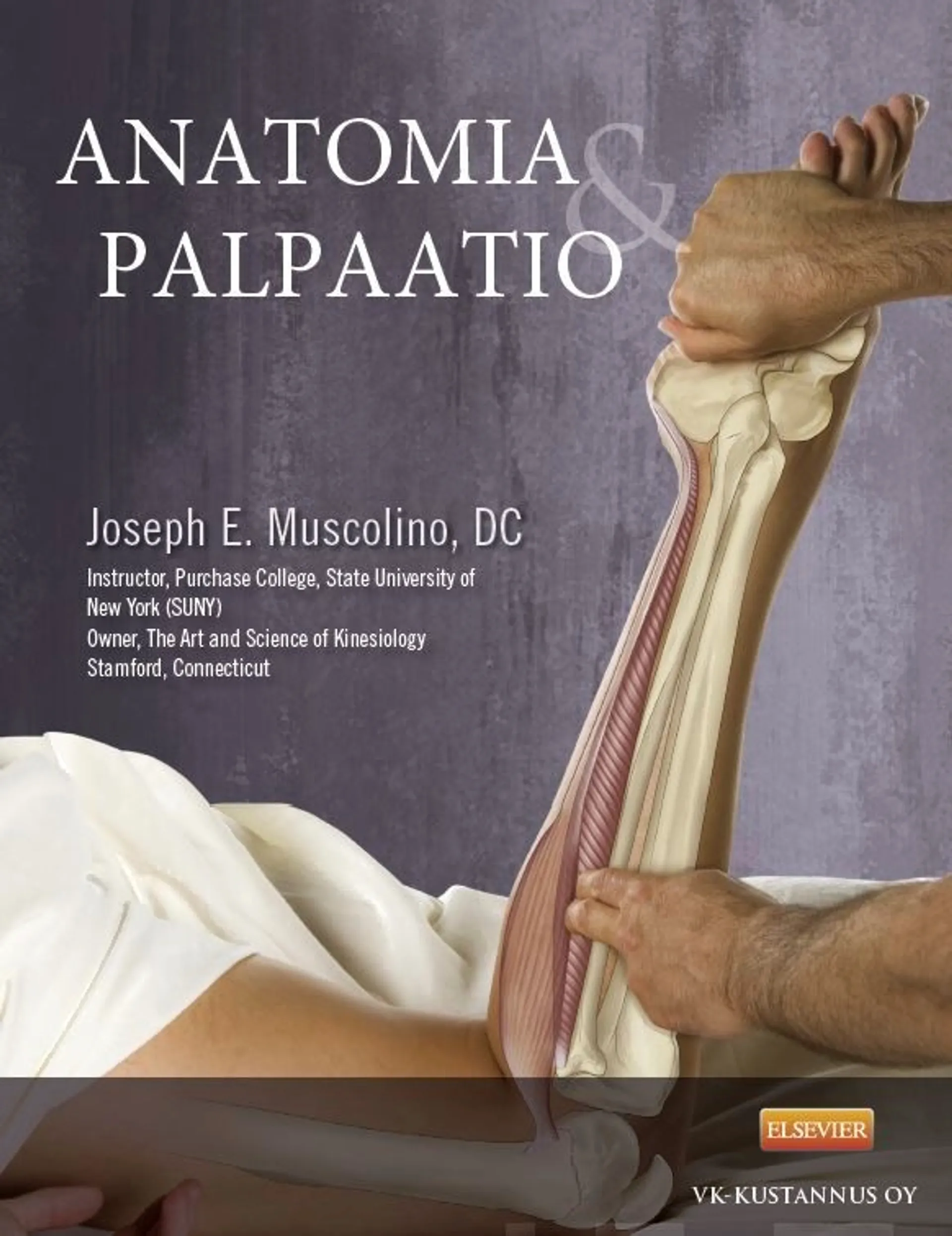 Muscolino, Anatomia ja palpaatio