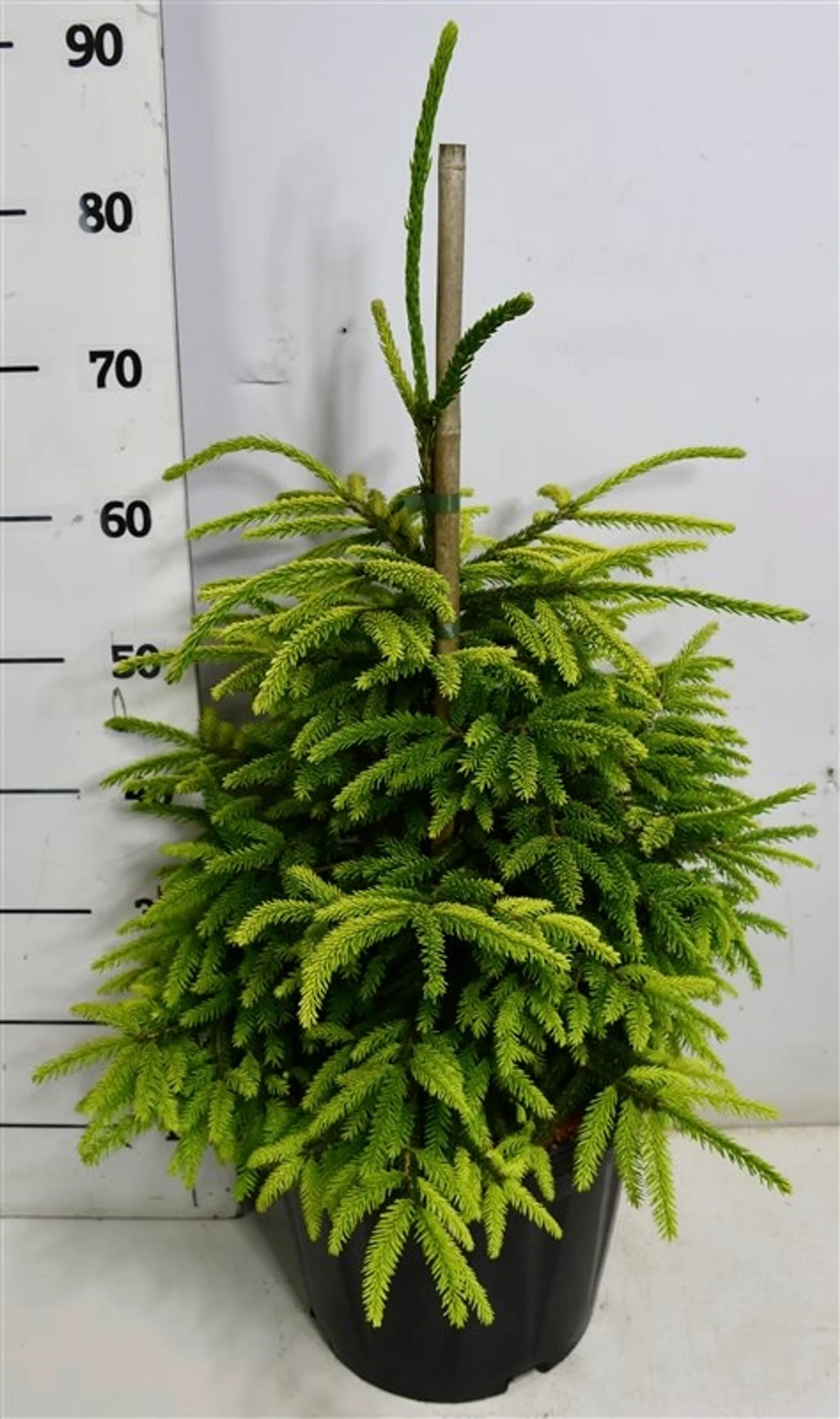 Kaukasiankuusi 'Aureospicata' 60-80 cm astiataimi 13 l ruukku Picea orientalis 'Aureospicata'