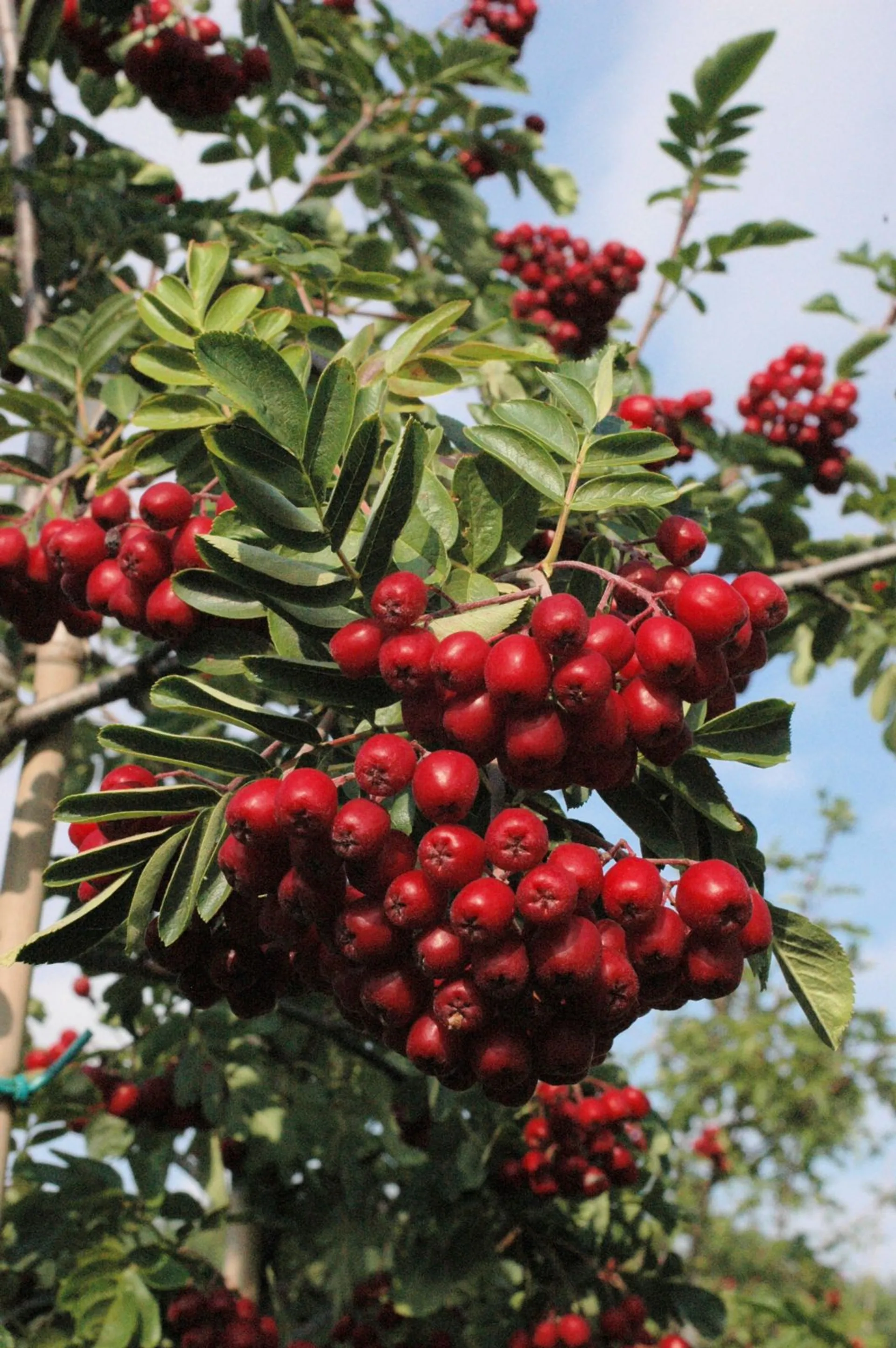 Marjapihlaja 'Granatnaja' astiataimi 150-200 m, Sorbus 'Granatnaja'