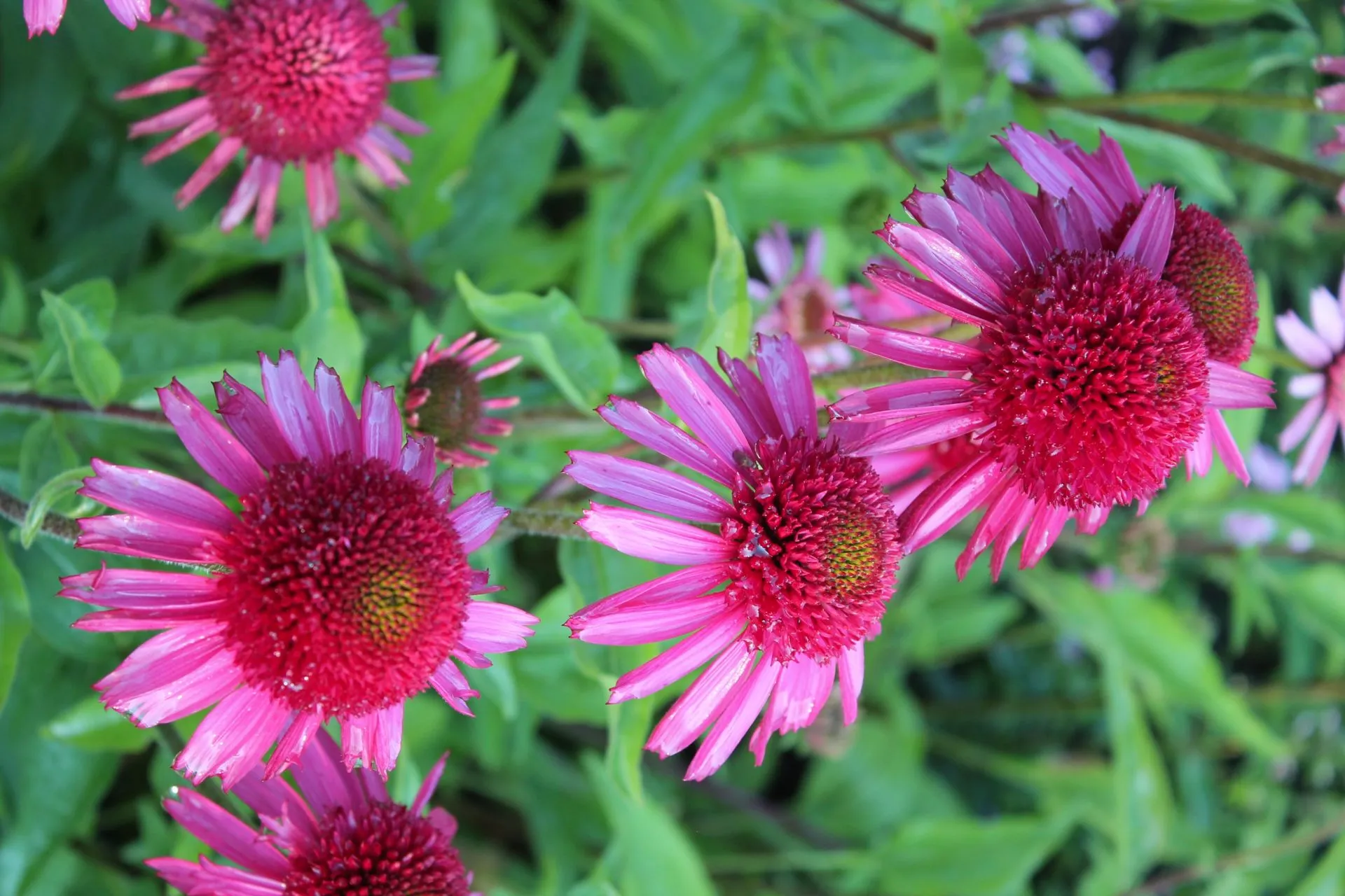 Tarhapunahattu 'Delicious Candy' Echinacea 'Delicious Candy'