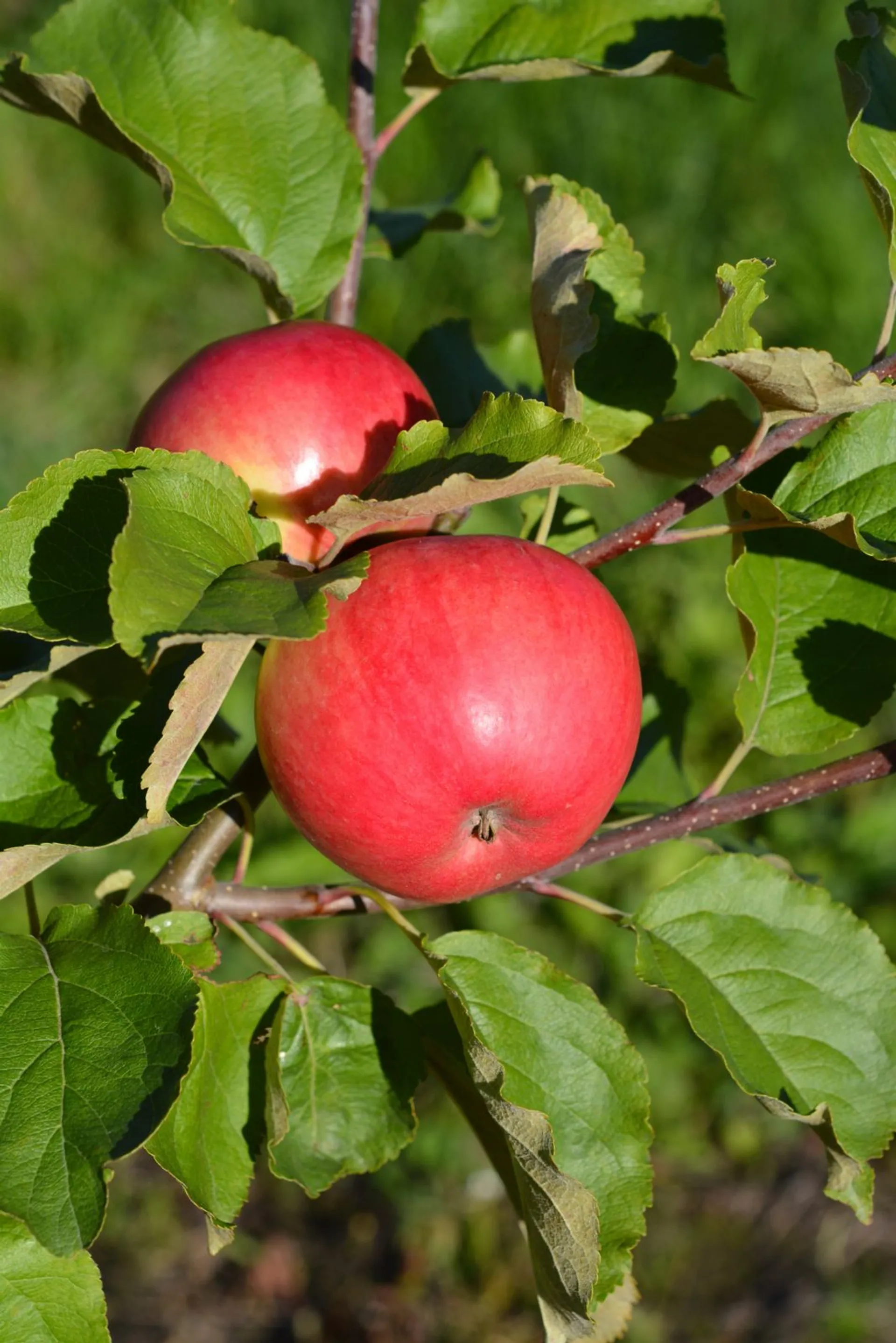 Omenapuu 'Railamo' 7,5 l astiataimi Malus domestica 'Railamo'