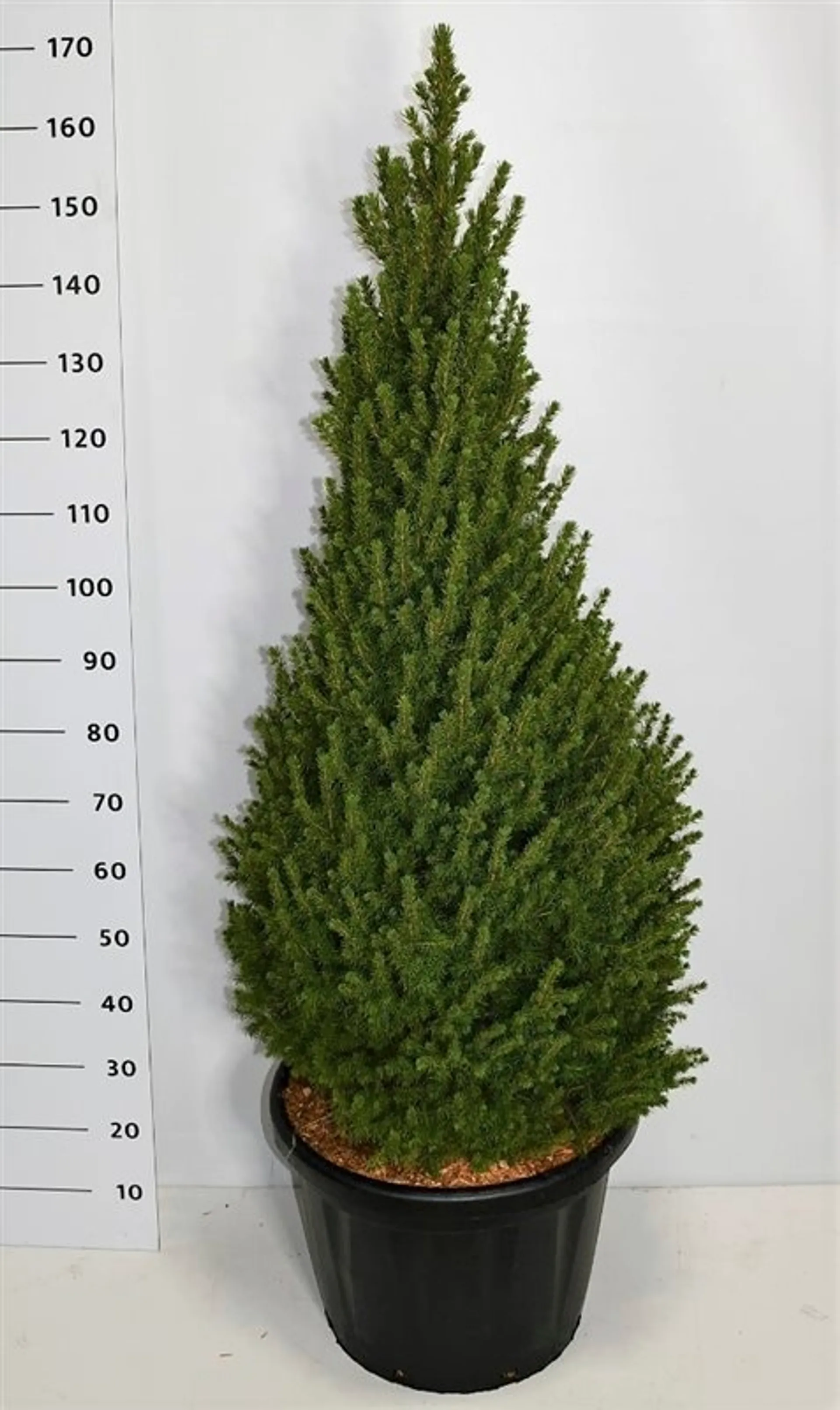 Kartiovalkokuusi 'Perfecta' 120-140 cm astiataimi 45 l ruukku Picea glauca 'Perfecta'
