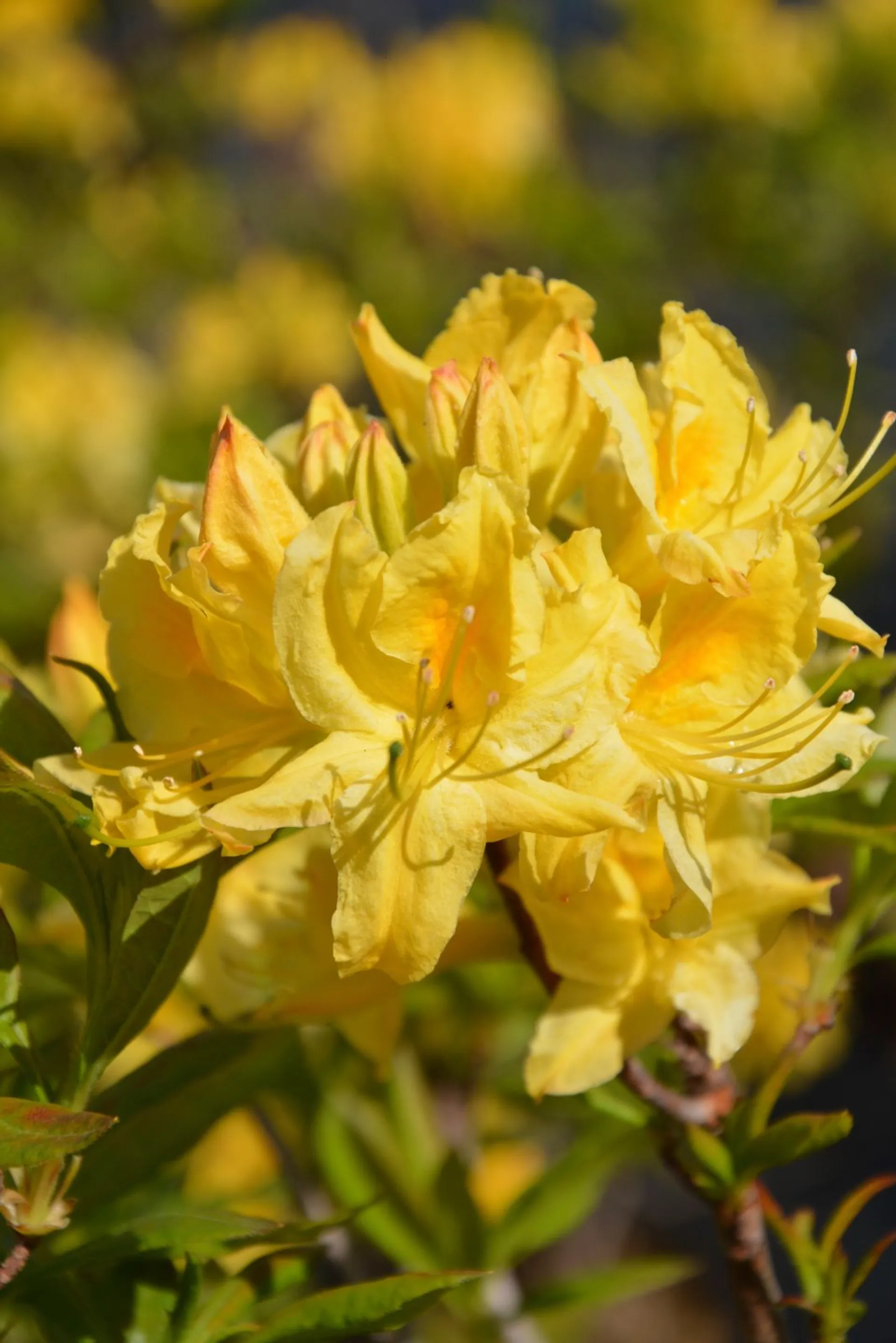 Revontuliatsalea 'Lemon Lights' 3 l astiataimi Rhododendron Lights-Ryhma 'Lemon Lights'