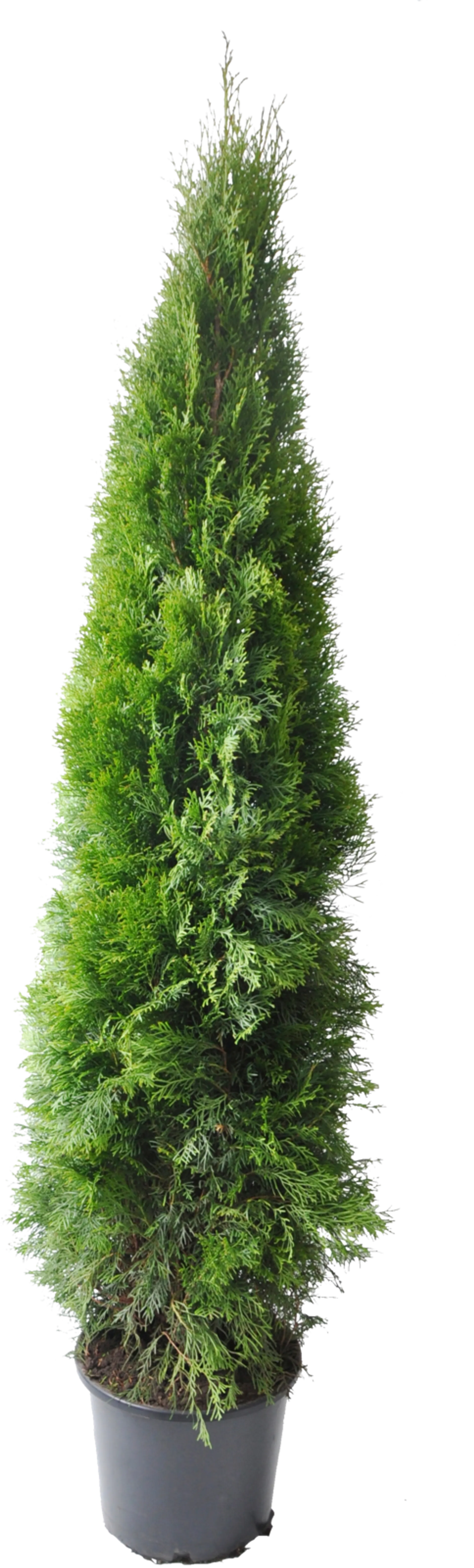 Timanttituija 'Smaragd'. Thuja occidentalis 'Smaragd'. Taimen korkeus 150-175cm. 20L astiaan ruukutettu ja juurrutettu taimi.