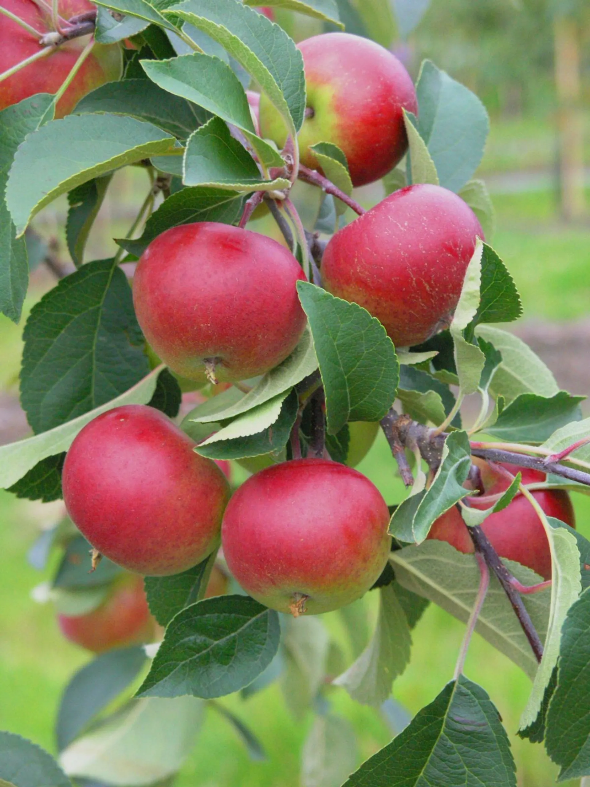Omenapuu 'Petteri' kääpiöivä astiataimi 7,5l ruukussa