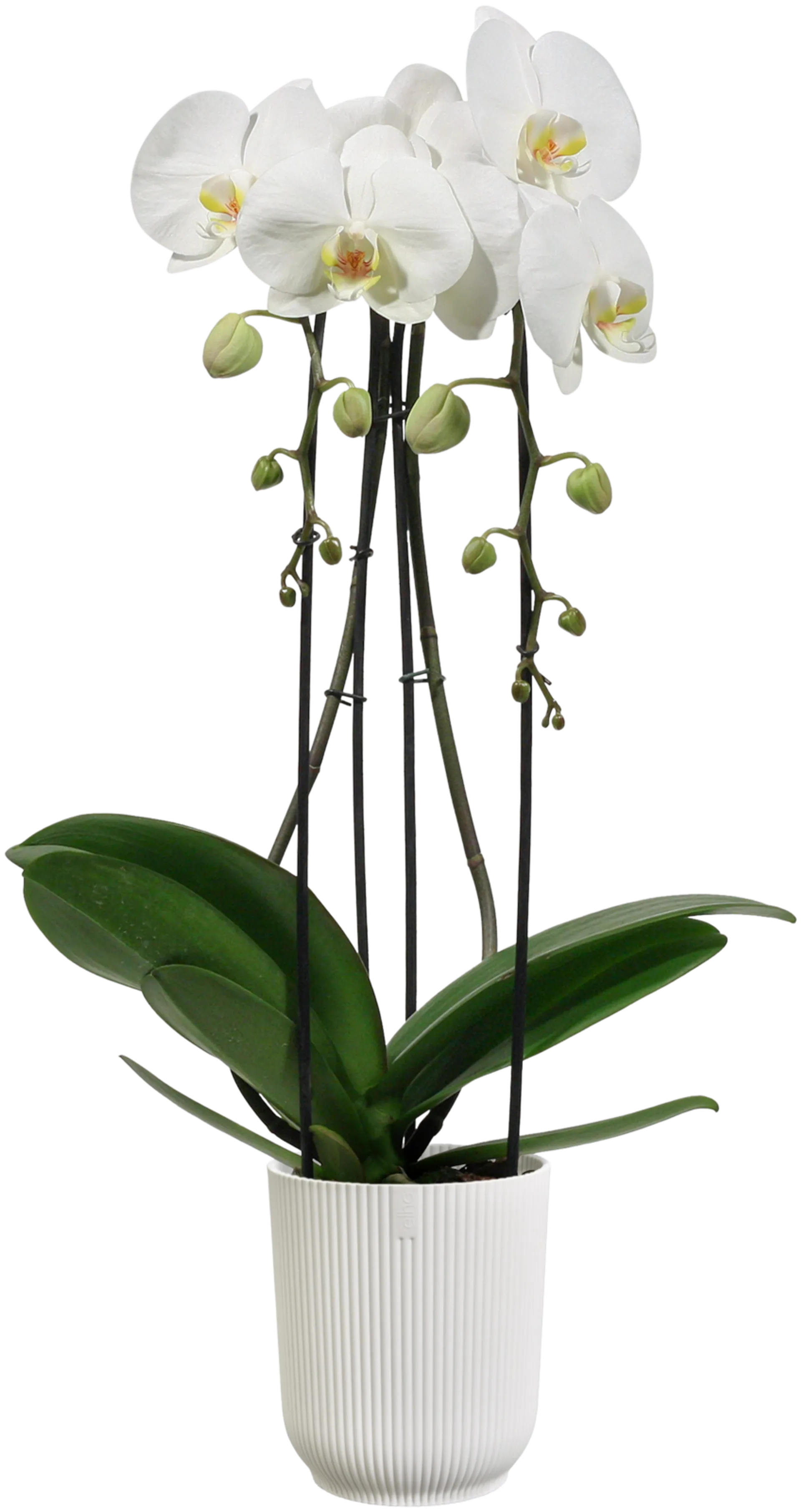 elho orkidearuukku Vibes 12,5cm valkoinen - 4