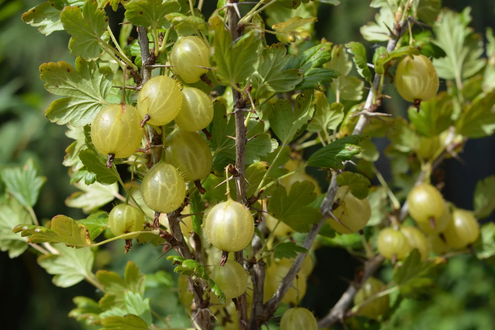 Karviainen 'Invicta' 3 l astiataimi Ribes uva-crispa 'Invicta'