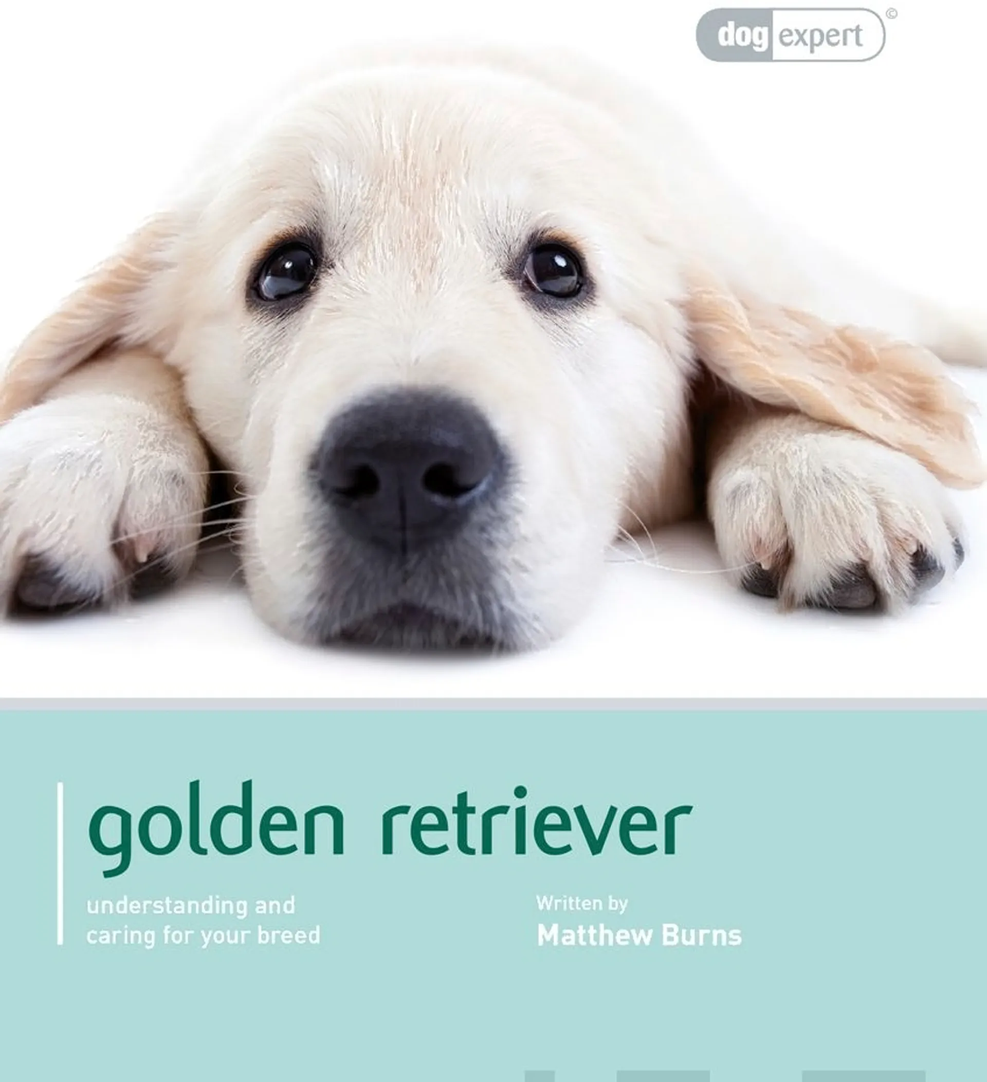 Burns, Golden Retriever - Understanding and caring for your breed