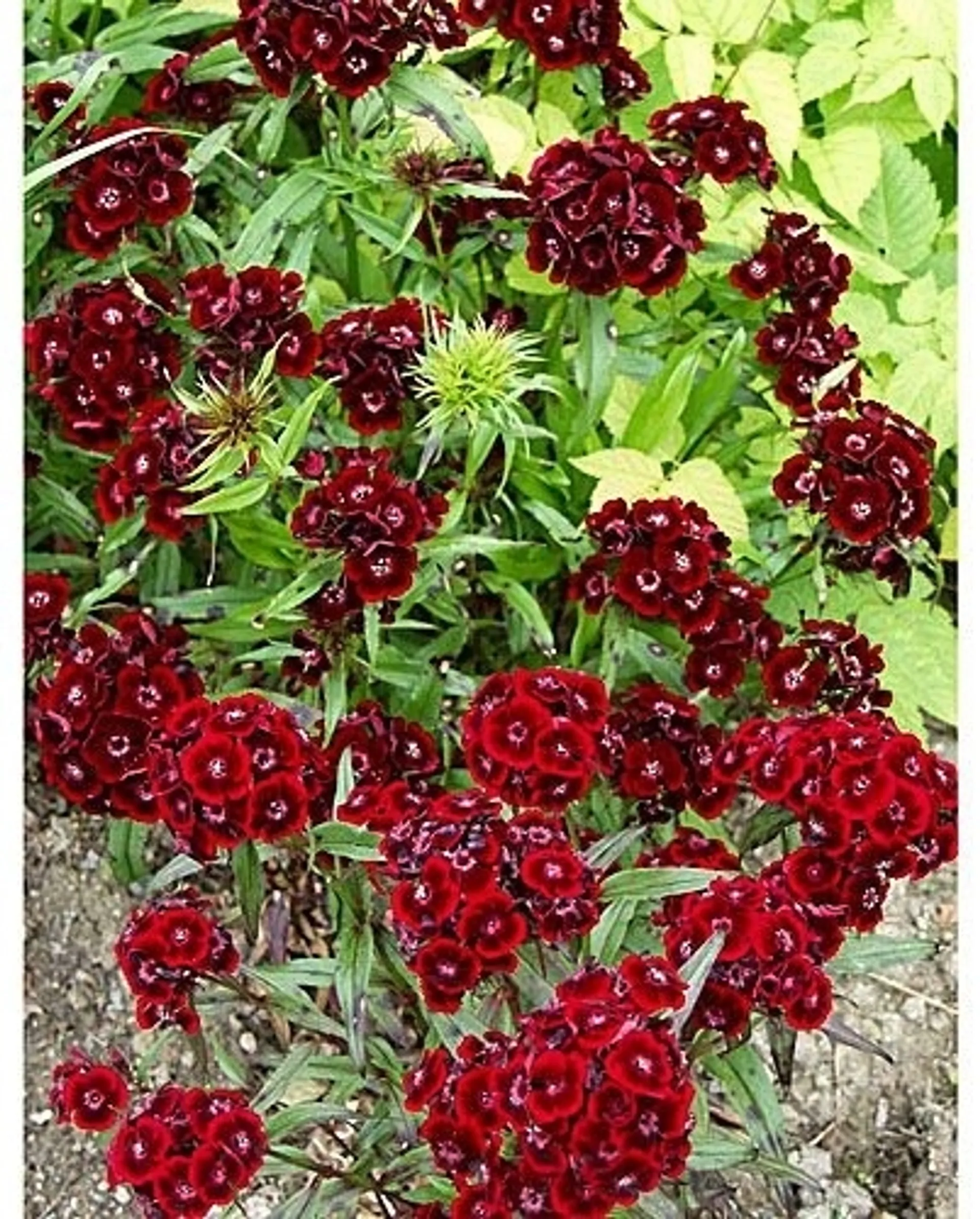 Harjaneilikka Dianthus barabtus