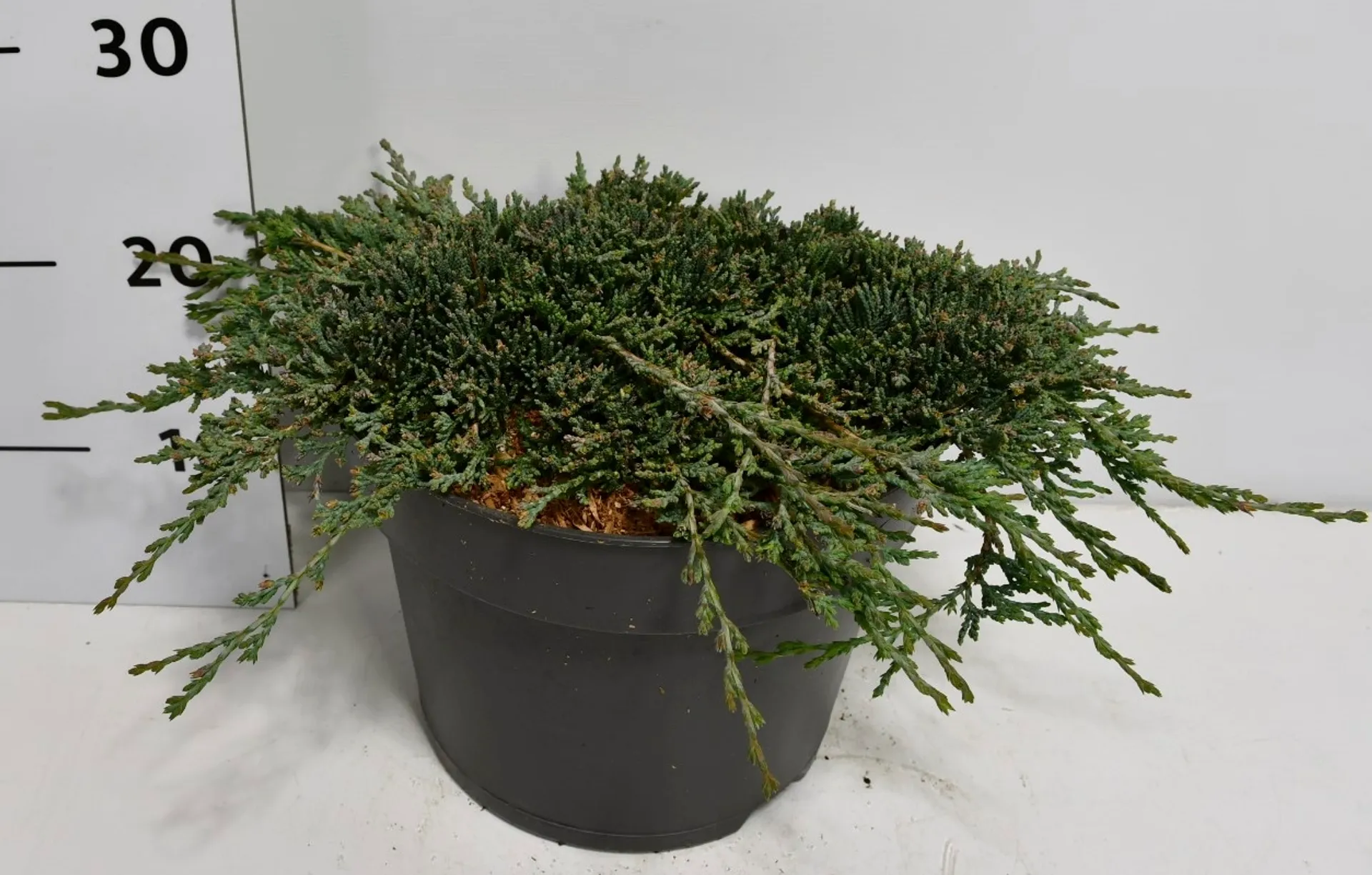 Sinilaakakataja 'Icee Blue' 30-40 cm astiataimi 7.5 l ruukku Juniperus horizontalis 'Icee Blue'