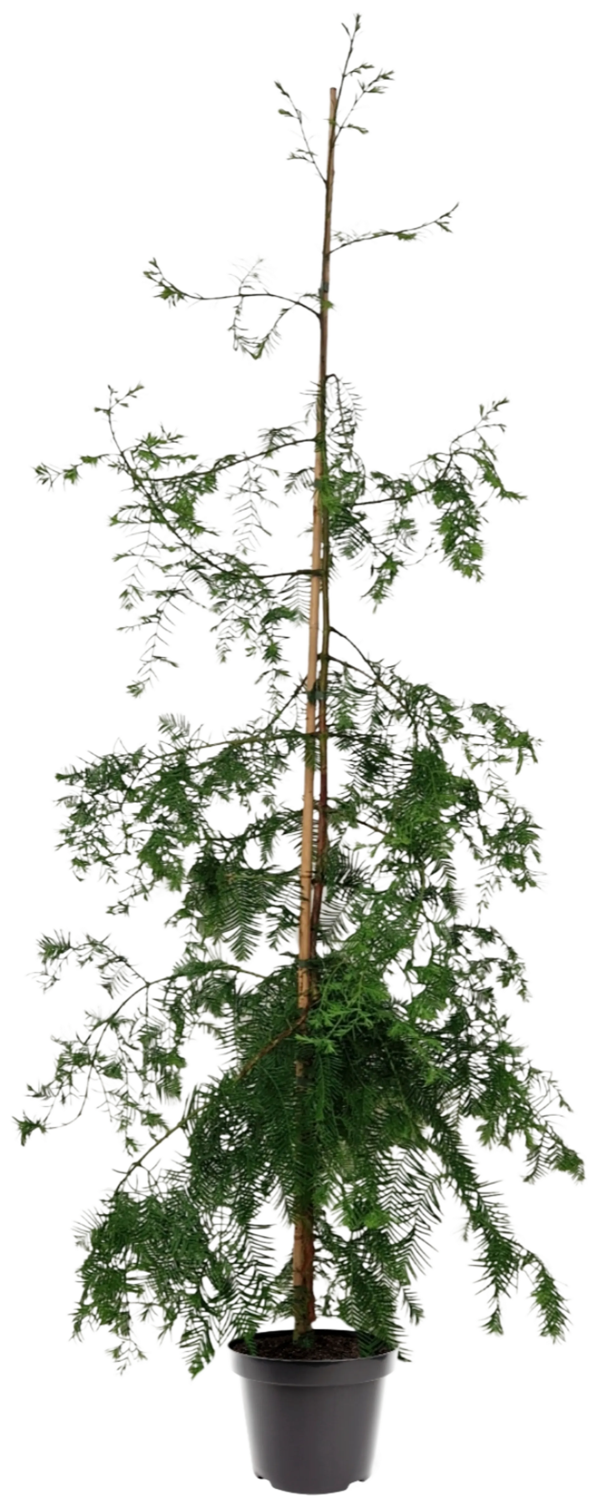 Kiinanpunapuu 125-150 cm astiataimi 7,5 l ruukku Metasequoia glyptostroboides