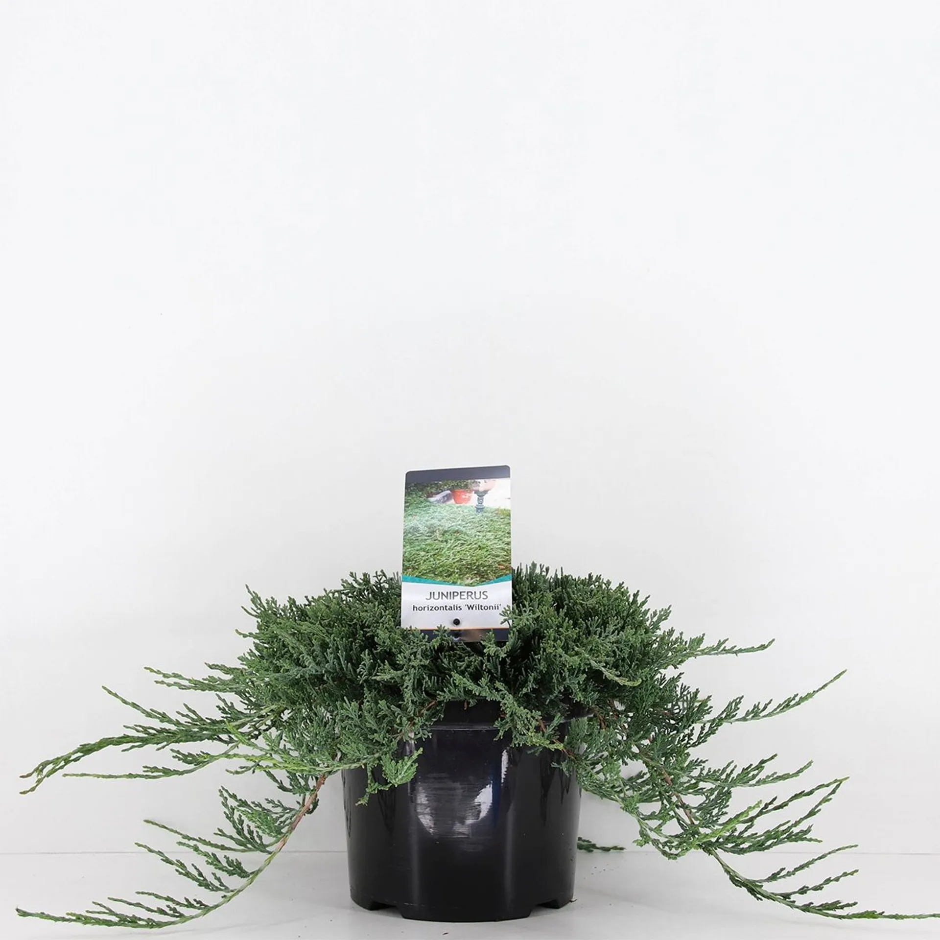 Sinilaakakataja 'Wiltonii' 40-45 cm astiataimi 5 l ruukku Juniperus horizontalis 'Wiltonii'