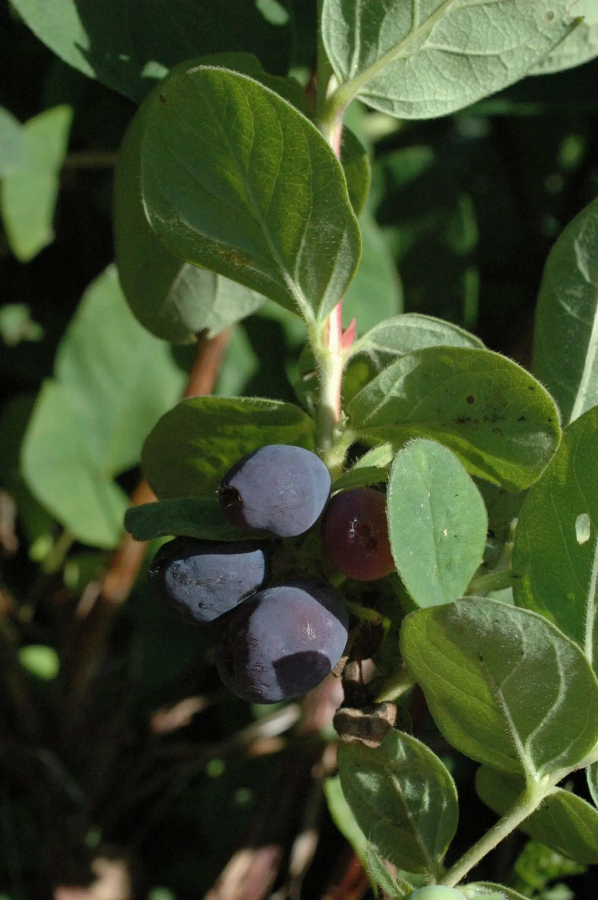 Makeasinikuusama ’Atut’ 3 l astiataimi Lonicera caerulea var. kamtschatica 'Atut' kutsumanimi hunajamarja