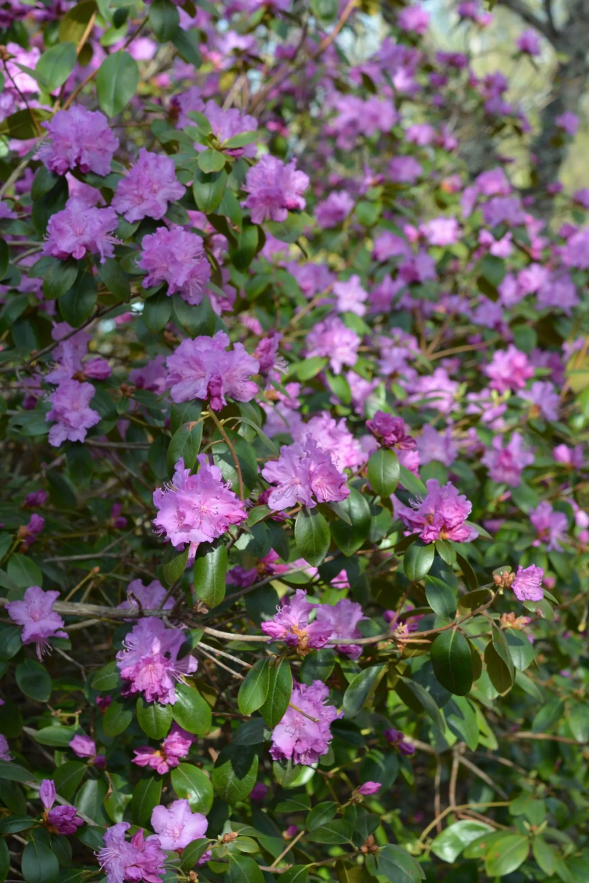 Dahurianalppiruusu 'Kustavi' FinE astiataimi Rhododendron dauricum 'Kustavi' - 2