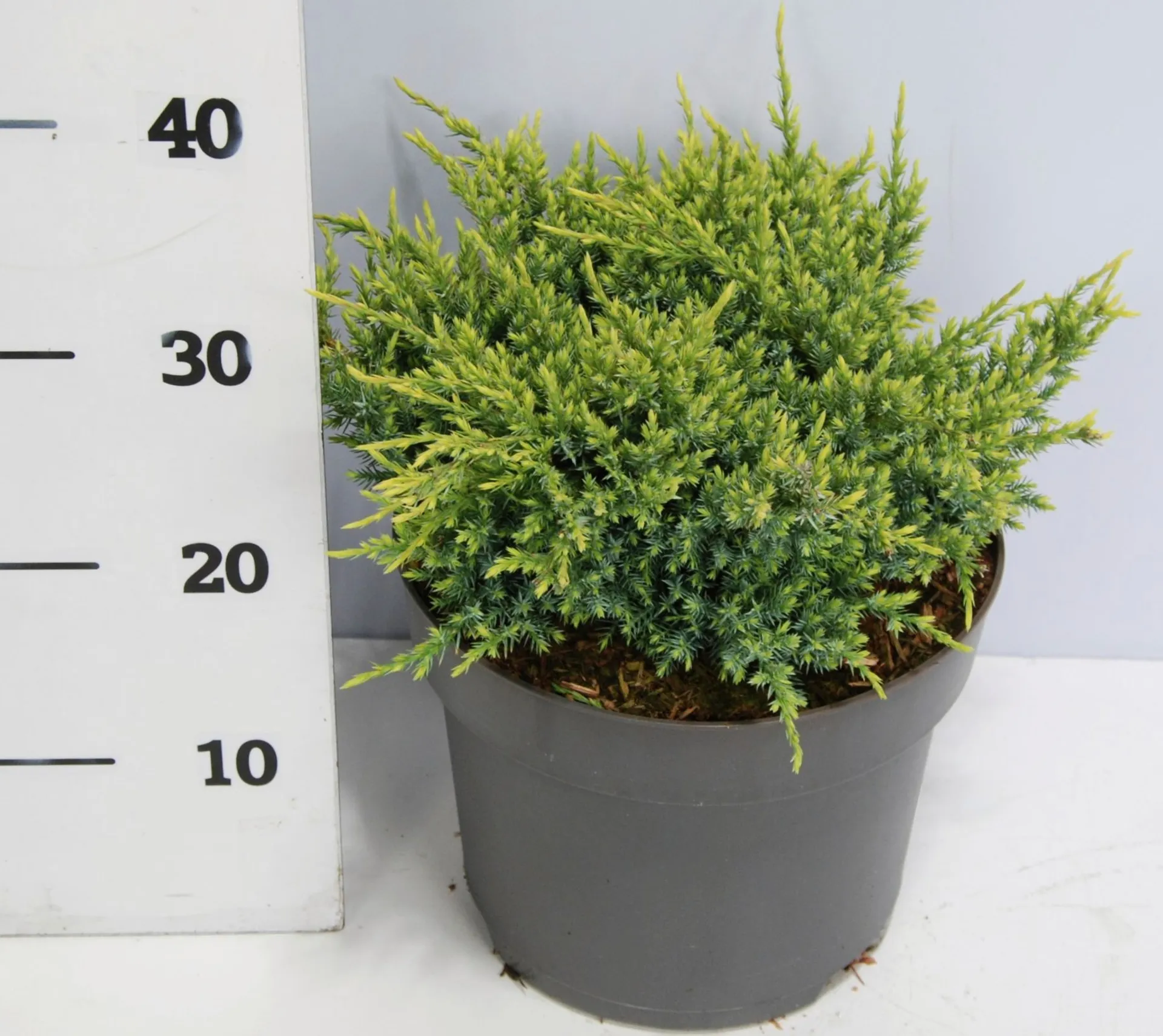 Himalajankataja 'Holger' 30-40 cm astiataimi 5 l ruukku Juniperus squamata 'Holger'