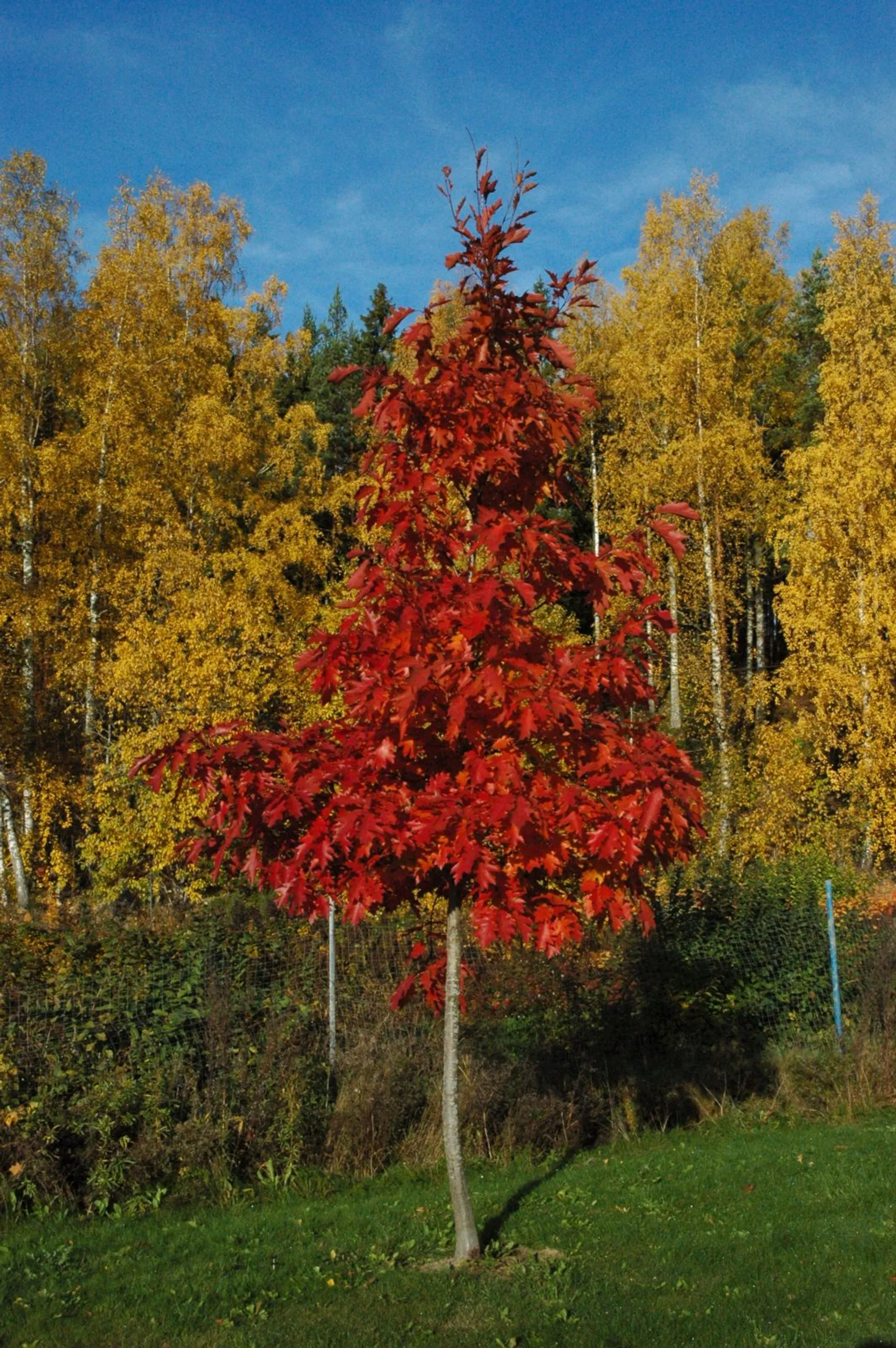 Punatammi koristepuu astiataimi 150-250 cm