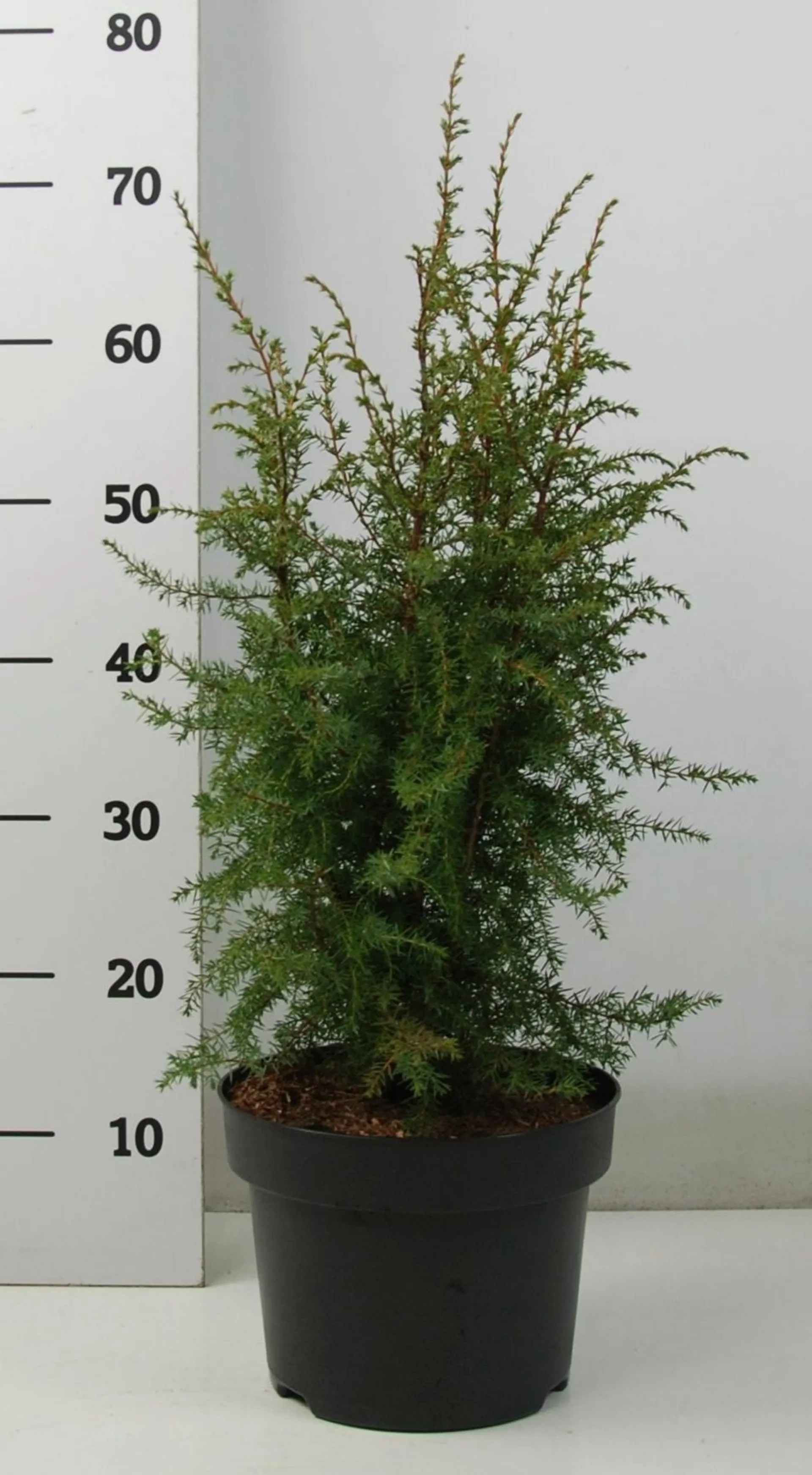 Irlanninkataja 'Hibernica' 50-60 cm astiataimi 5 l ruukku Juniperus communis 'Hibernica'