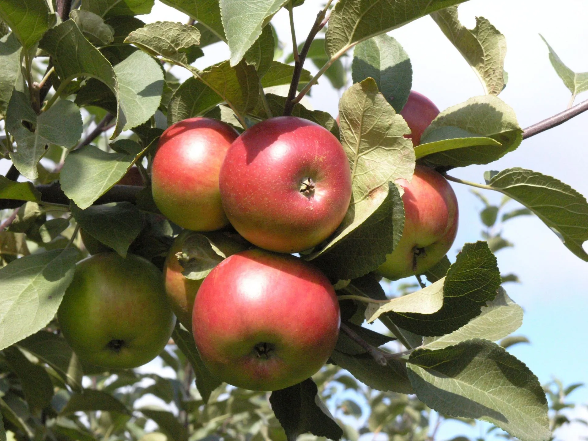 Omenapuu 'Jaspi' astiataimi 7,5l ruukussa