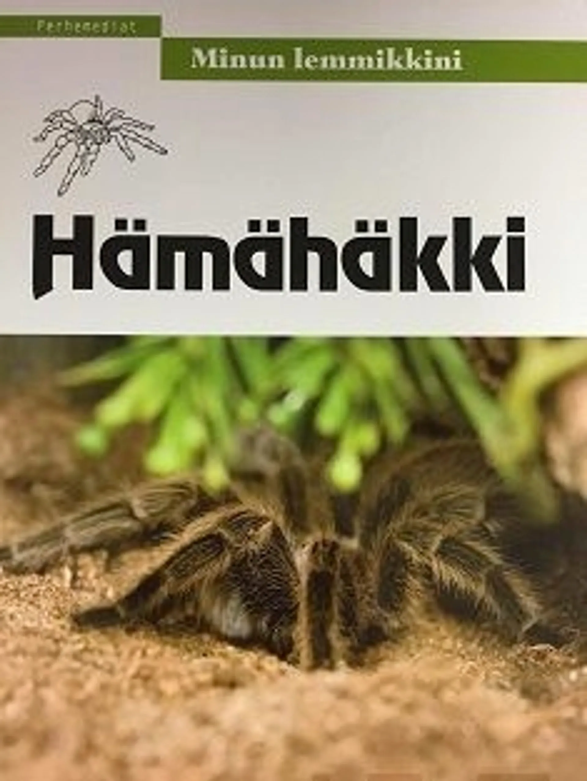 Hämähäkki