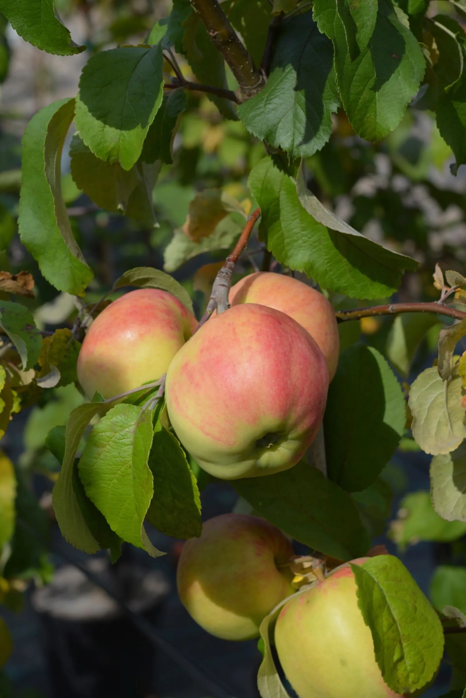 Omenapuu 'Belfleur-Kitaika' 7,5 l astiataimi Malus domestica 'Belfleur-Kitaika'