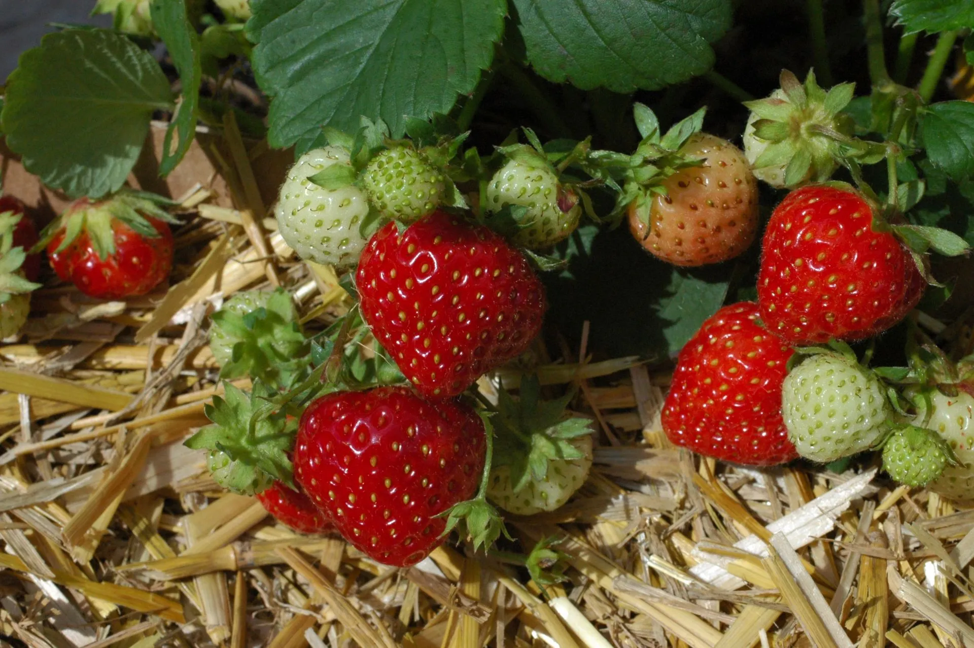 Mansikka Jonsok Taimi 70kpl Prisma Verkkokauppa Mansikka Jonsok Taimi 70kpl Prisma Verkkokauppa