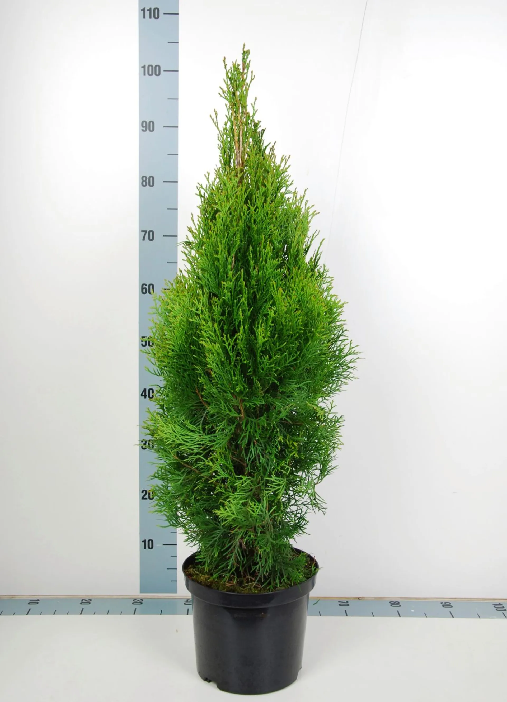 Timanttituija Thuja occ. 'Smaragd' duopallet 80-100 C5