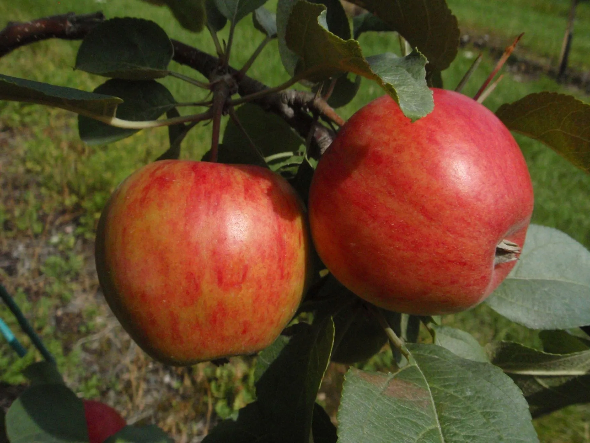 Omenapuu 'Pirja' astiataimi 7l ruukussa