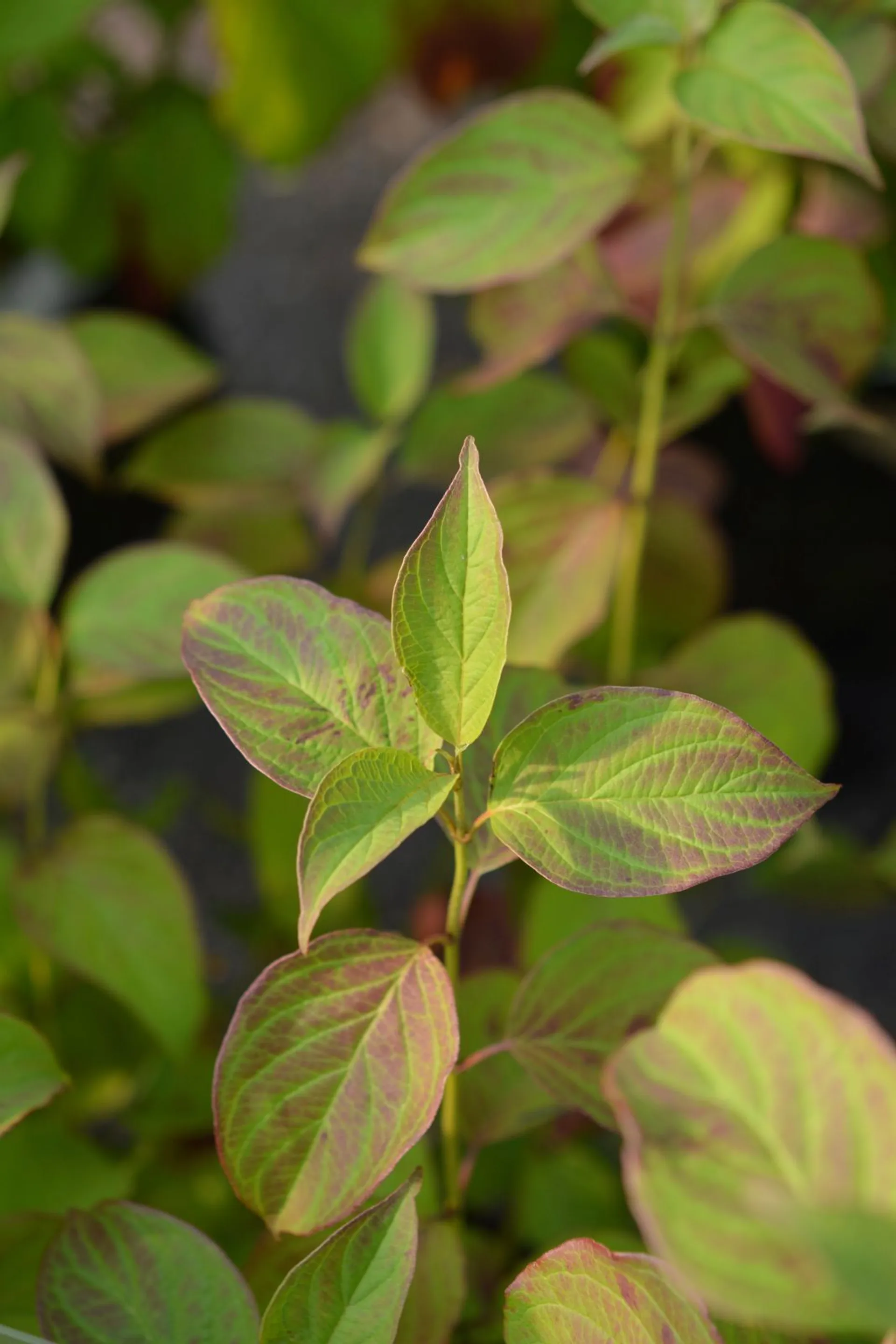 Silkkikanukka 'Cayenne' Cornus amomum 'Cayenne', astiataimi 3 L