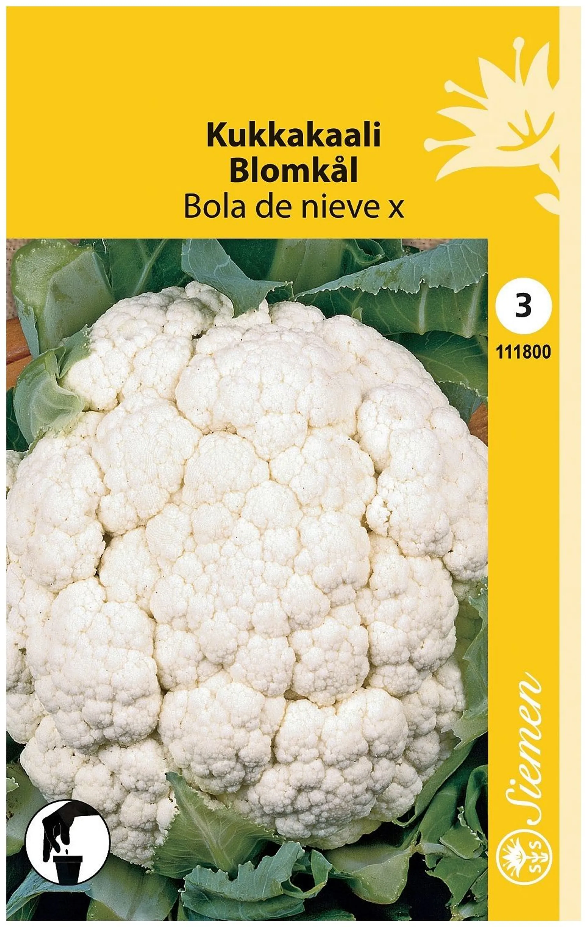 Kukkakaali Bola De Nieve A