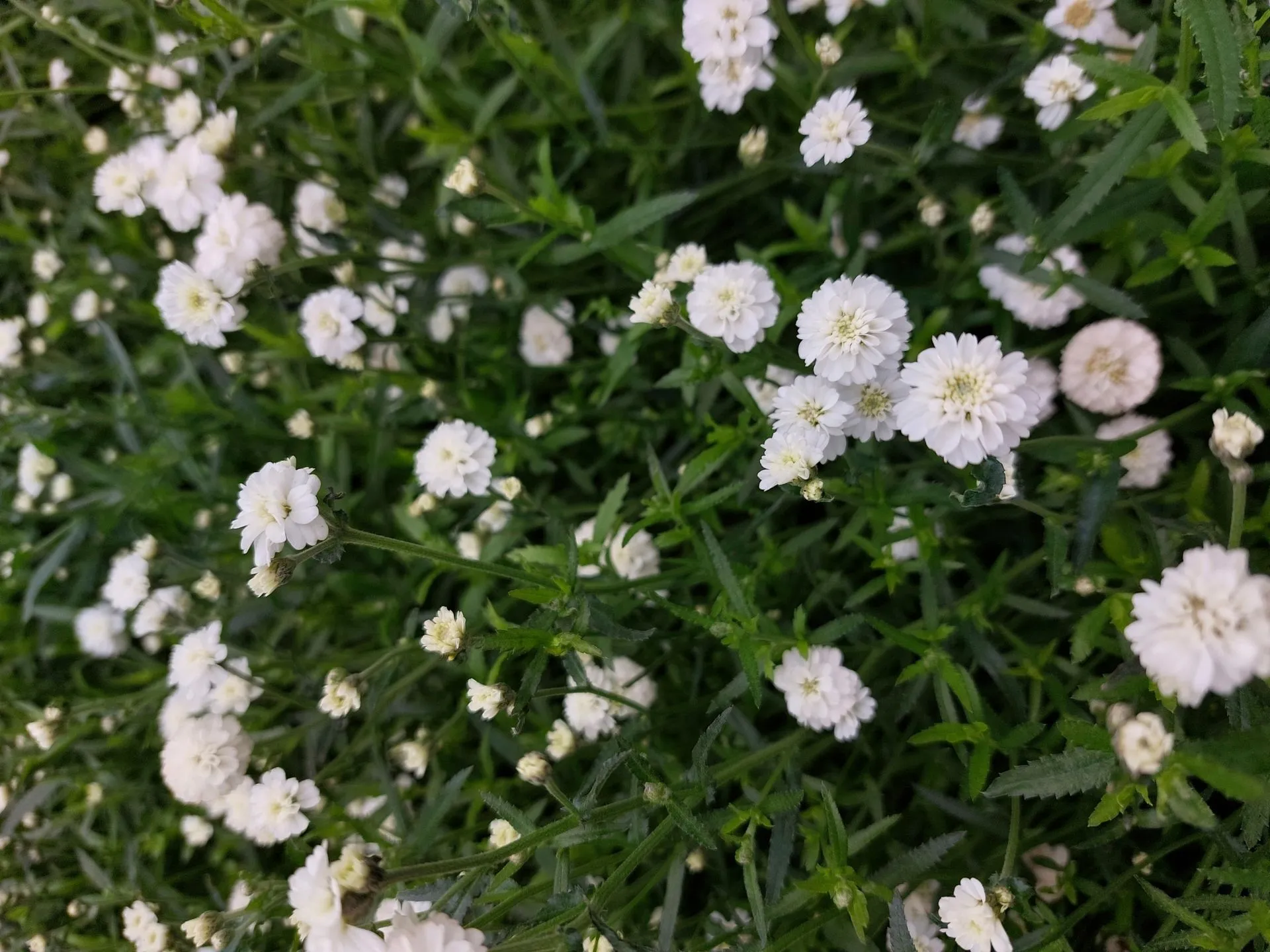 Koreakärsämö 'Noblessa' Achillea ptarmica f. multiplex