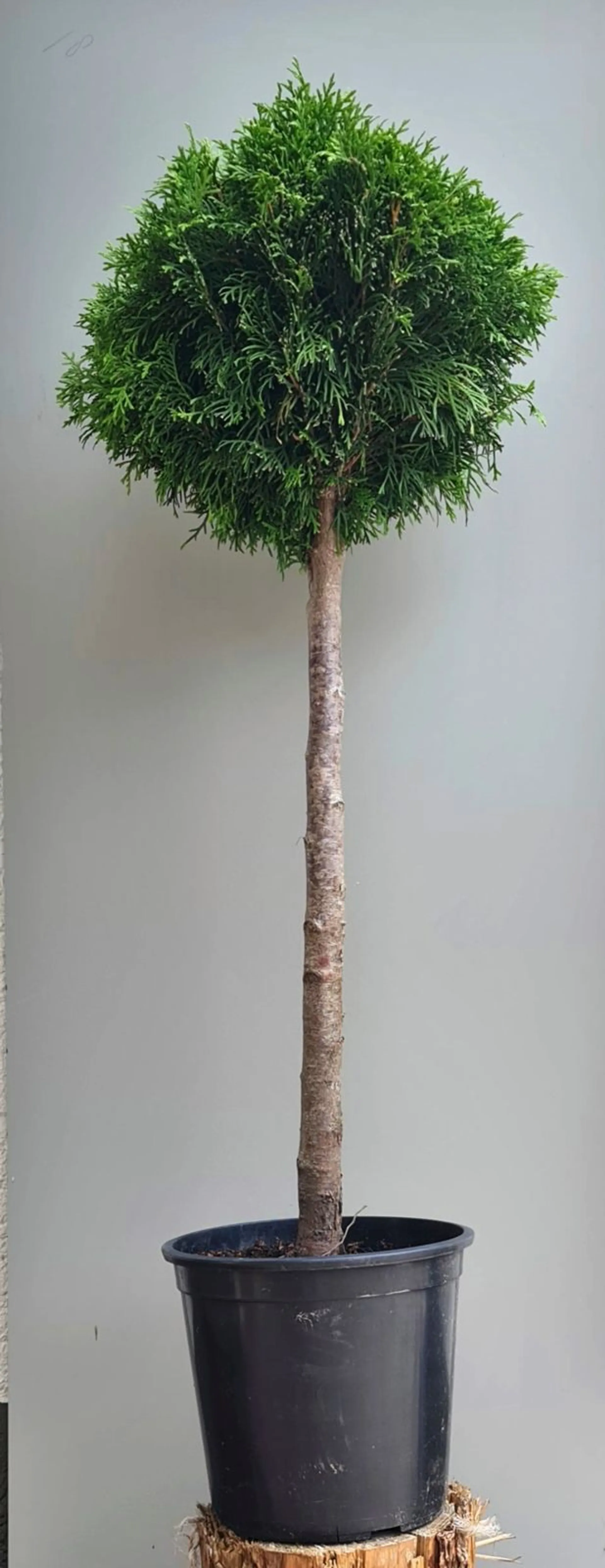 Timanttituija rungollinen 60 cm ruukutettu 7 l ruukkuun Thuja occidentalis 'Smaragd' - 2