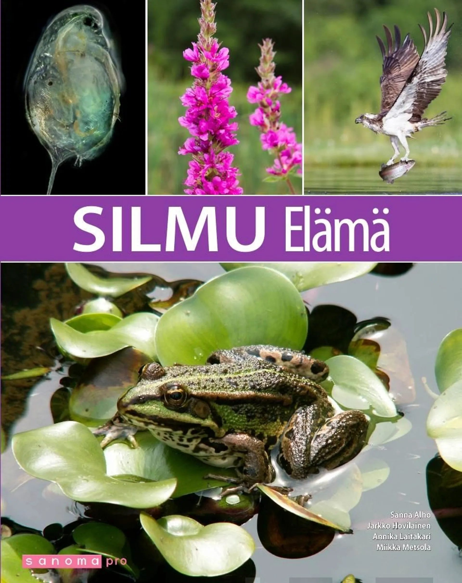 Alho, Silmu Elämä