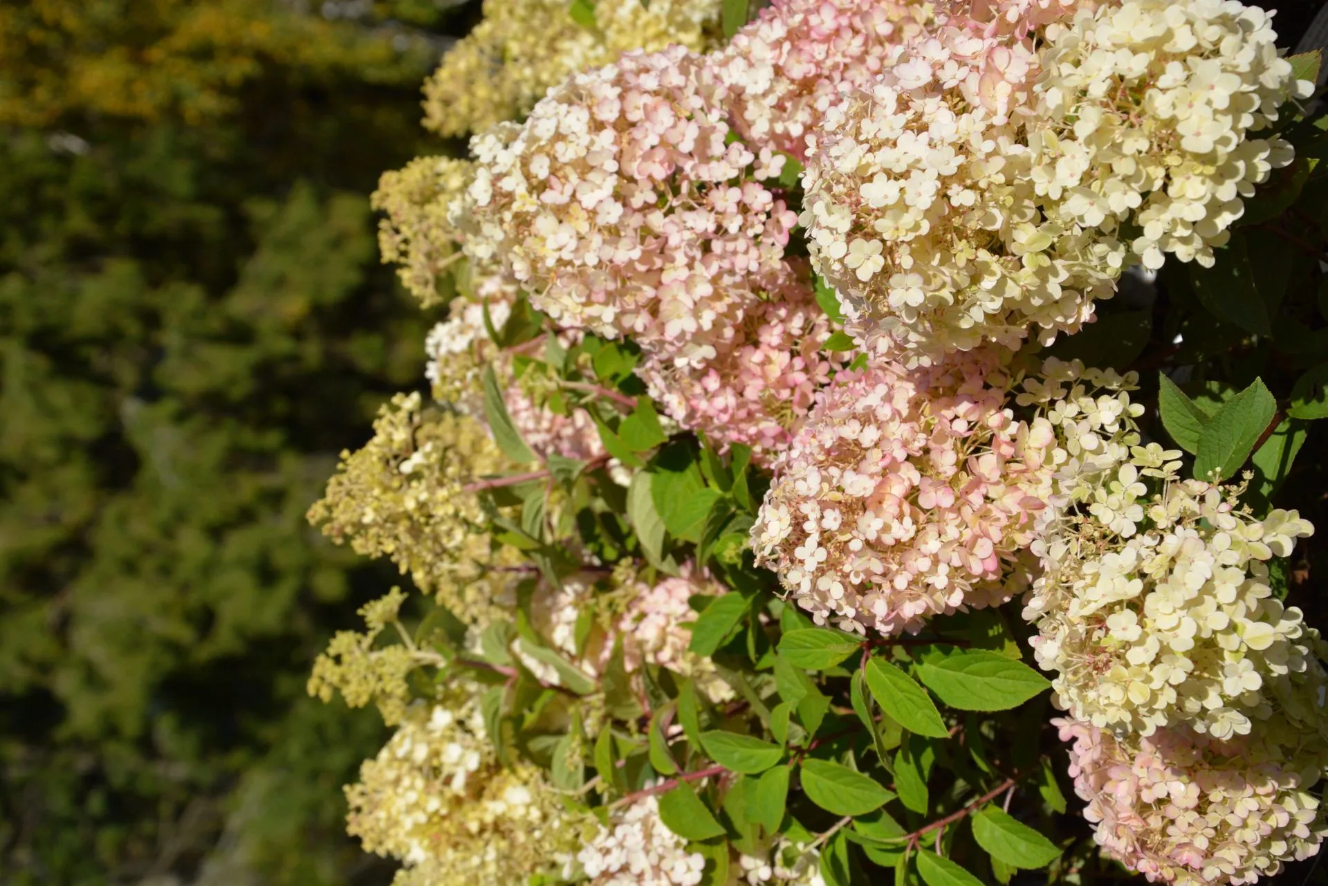 Syyshortensia 'Bobo' 3 l astiataimi, Hydrangea paniculata 'ILVOBO' Bobo