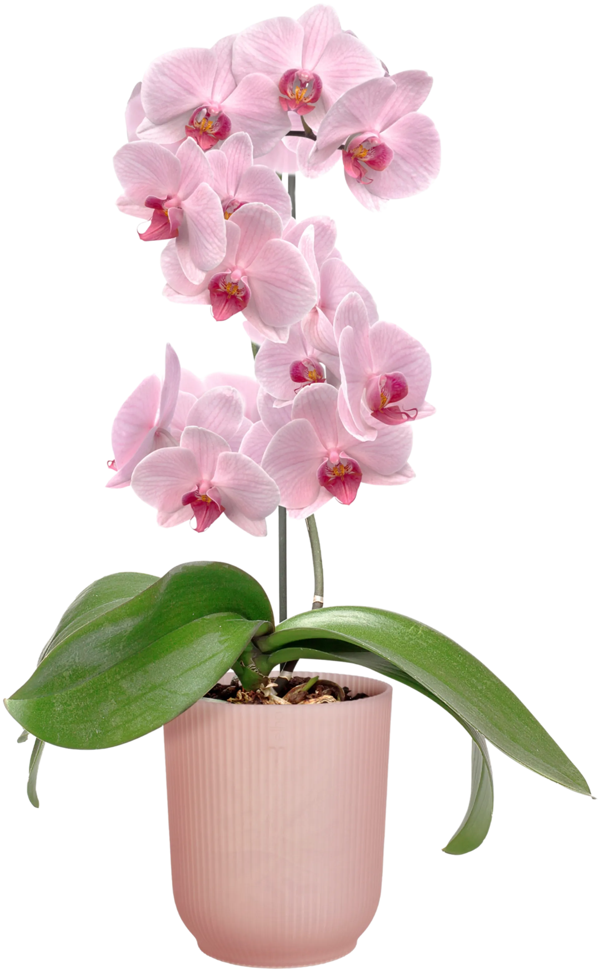 elho orkidearuukku Vibes 12,5cm läpikuultava pinkki - 4