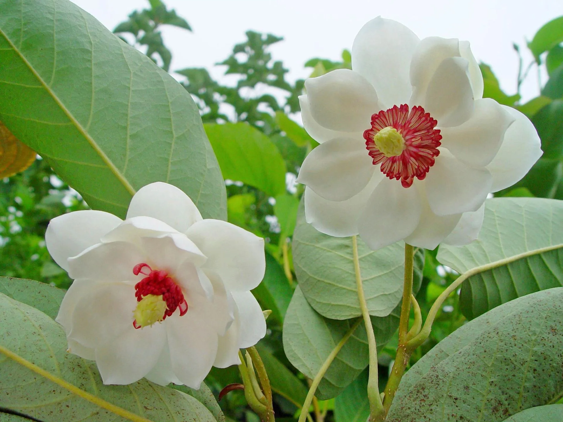 Pensasmagnolia 50-60 cm astiataimi Magnolia sieboldii