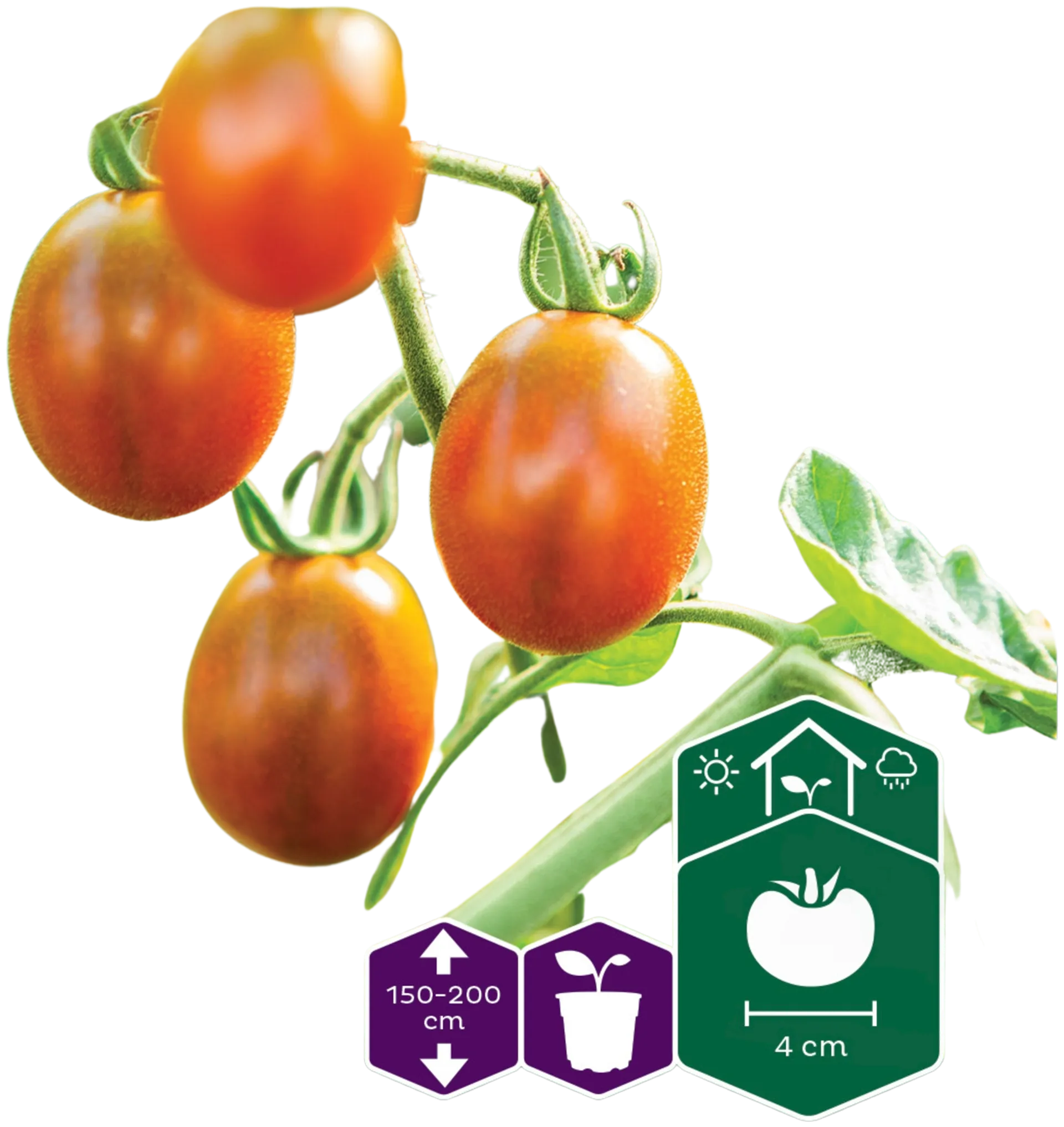 Nelson Garden Siemen Tomaatti, Kirsikka-, Bronzy