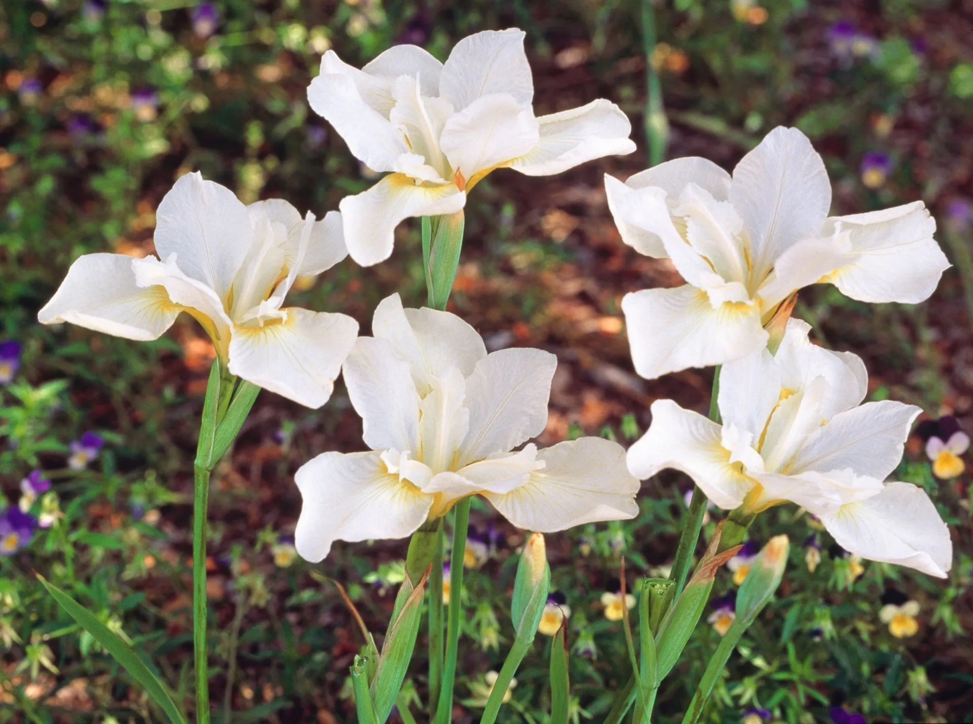 Loistokurjenmiekka 'White Swirl' Iris sibirica 'White Swirl'