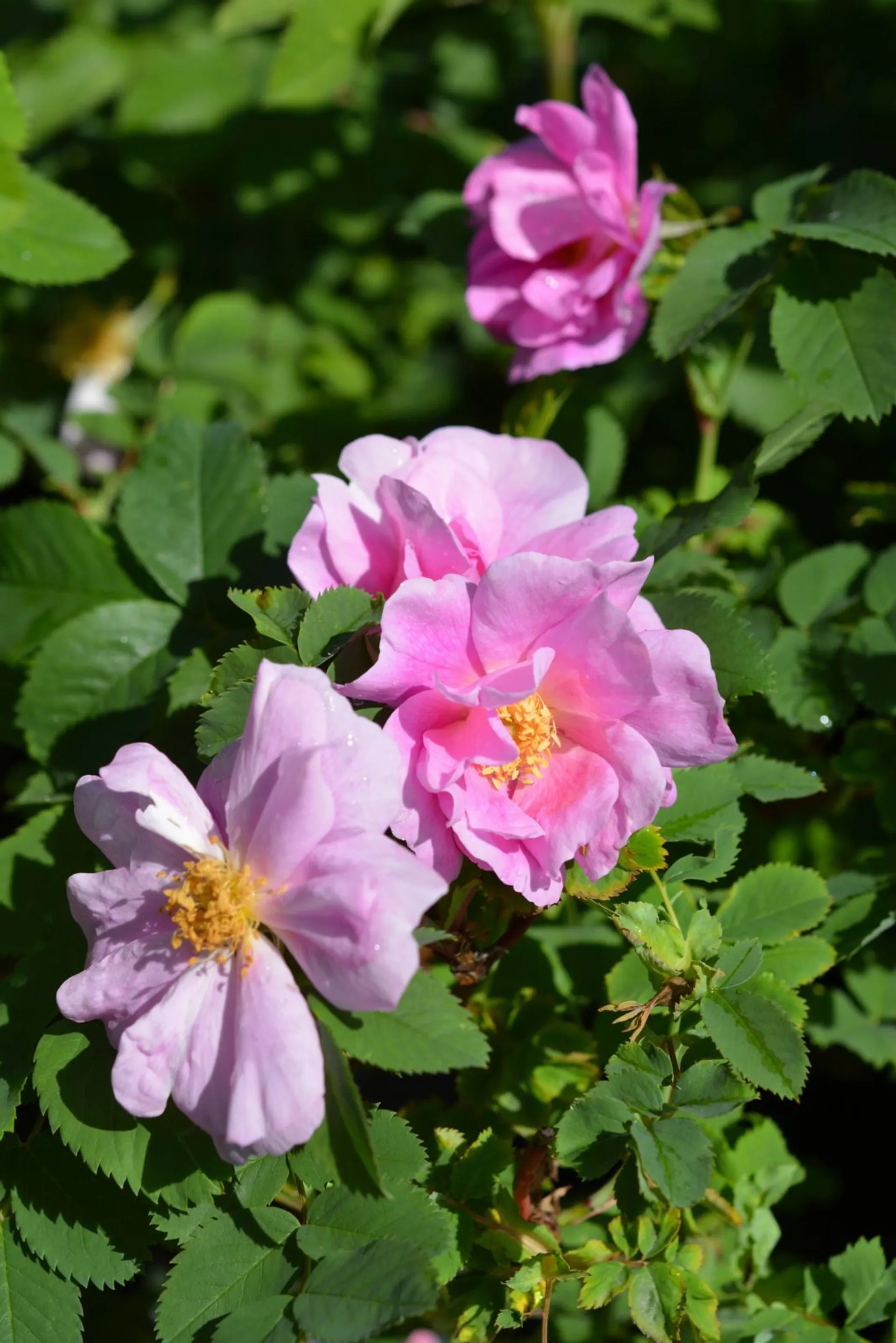 Runkoruusu 'Toukoniitty' FinE, Blanda-ryhmän ruusu Rosa blanda 'Toukoniitty'