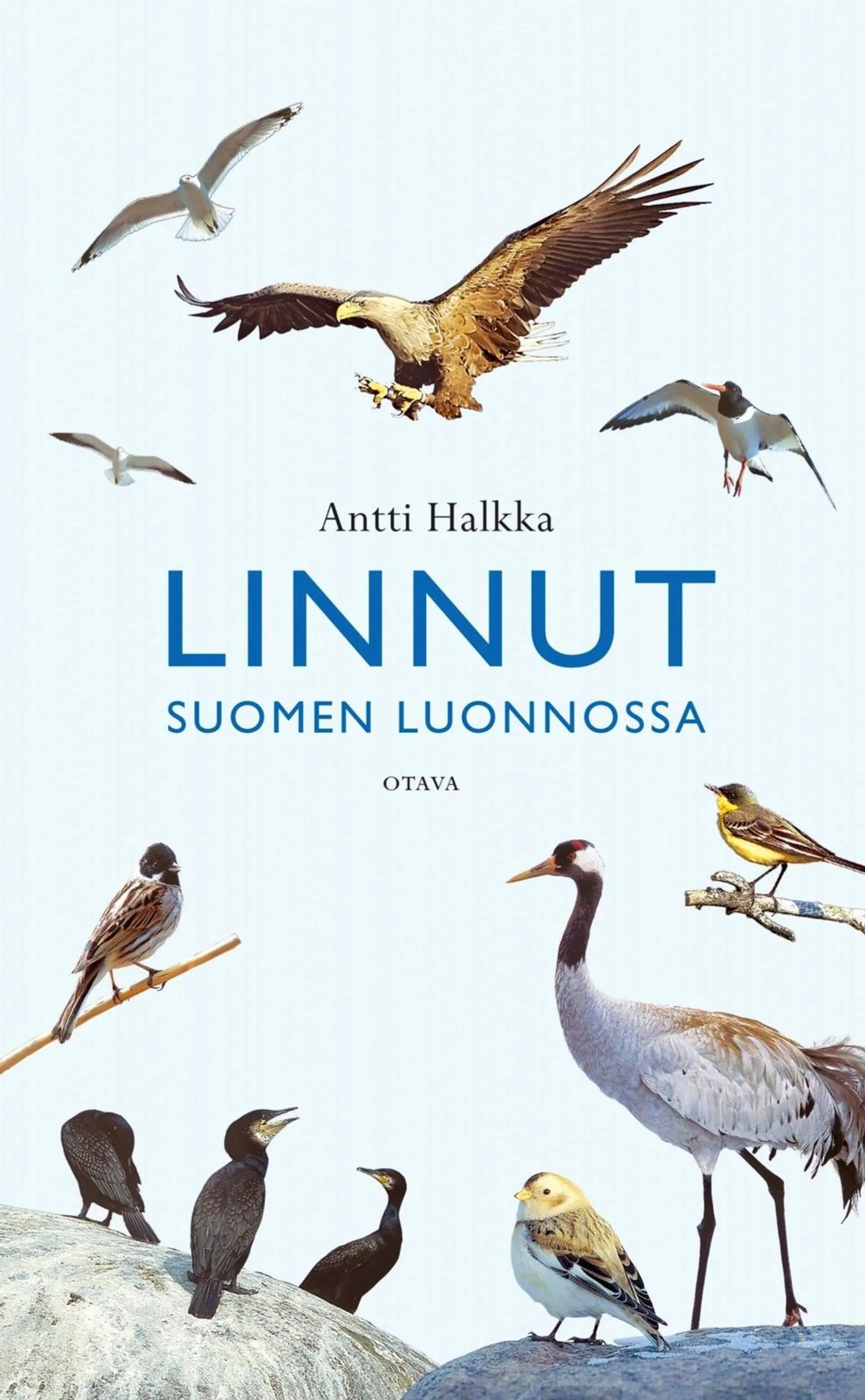 Halkka, Linnut Suomen luonnossa