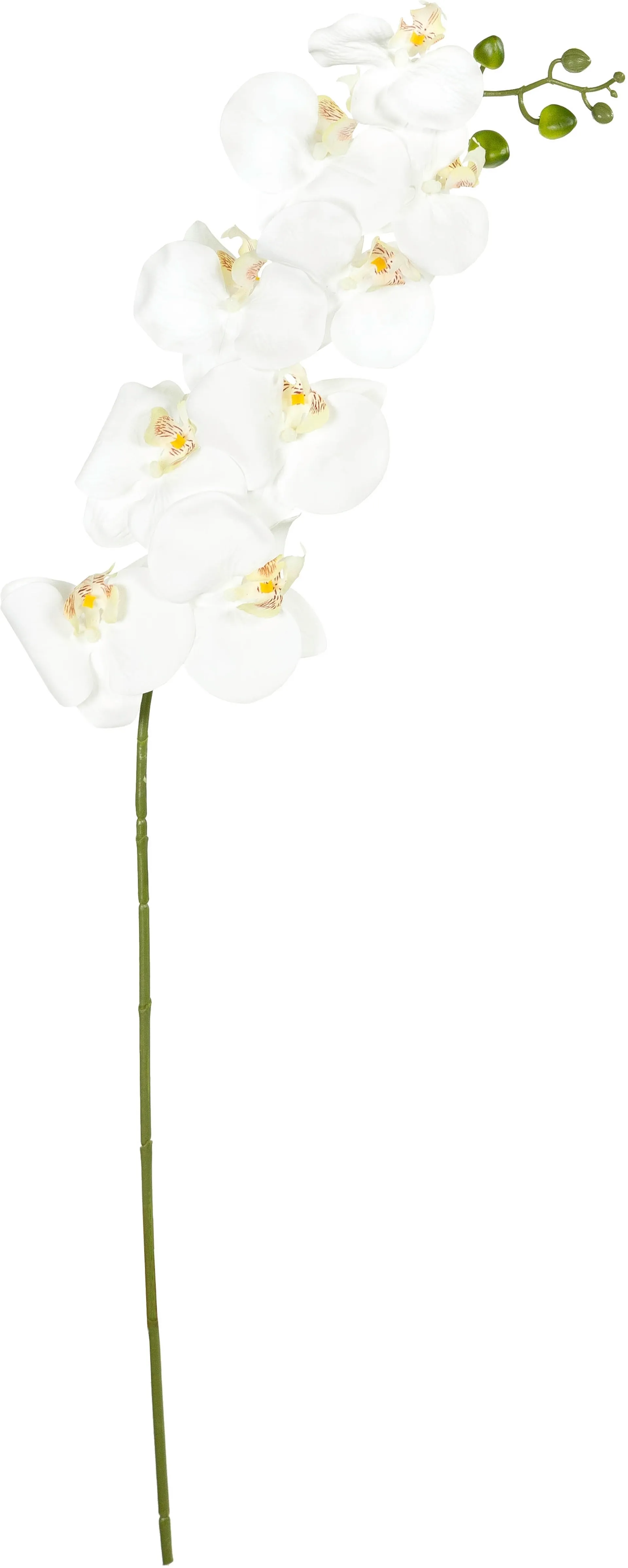Teko-oksa orkidea 92 cm