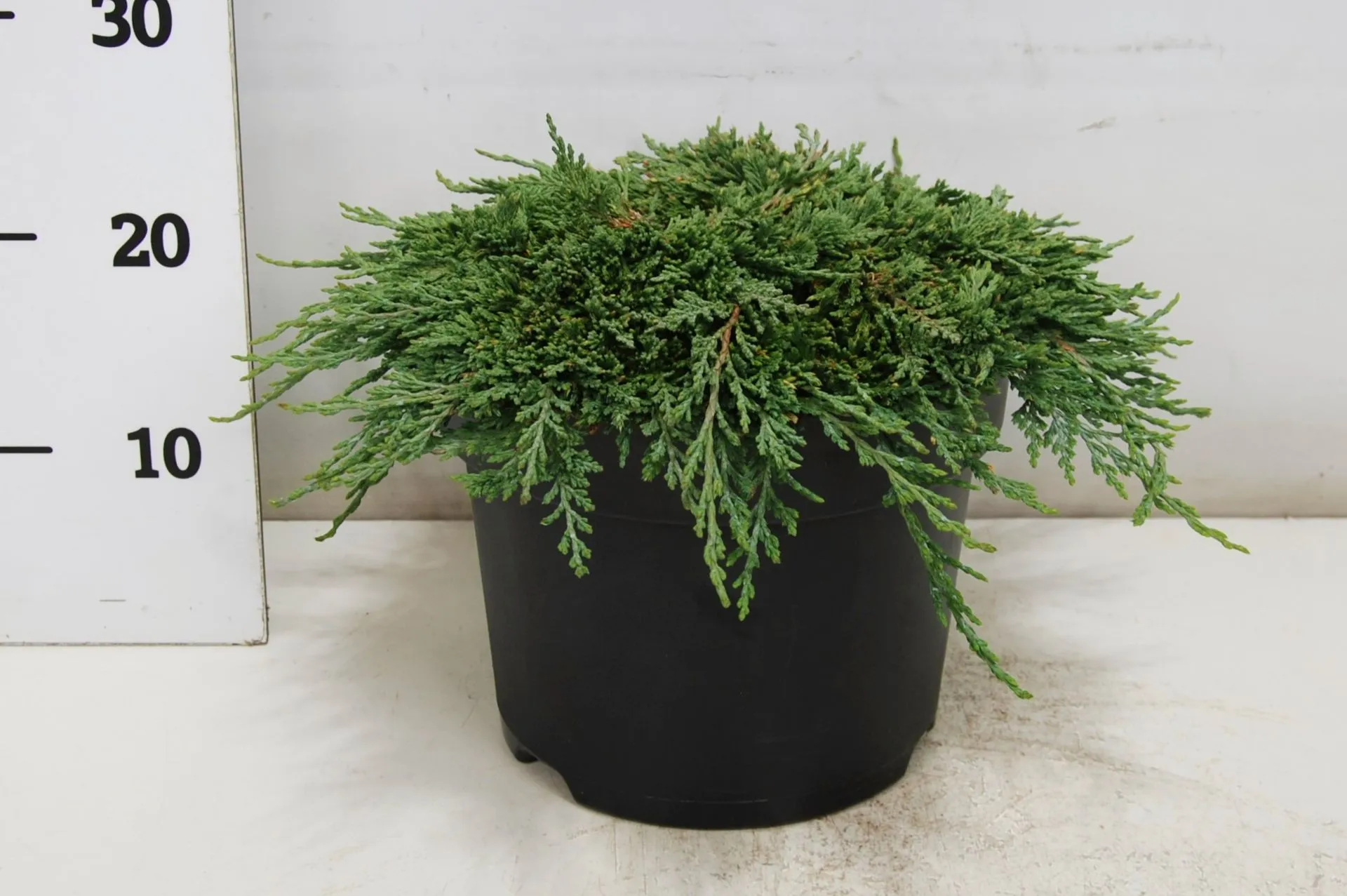 Sinilaakakataja 'Pancake' 30-40 cm astiataimi 7.5 l ruukku Juniperus horizontalis 'Pancake'